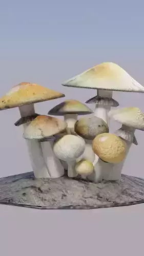 Psilocybe Cubensis
