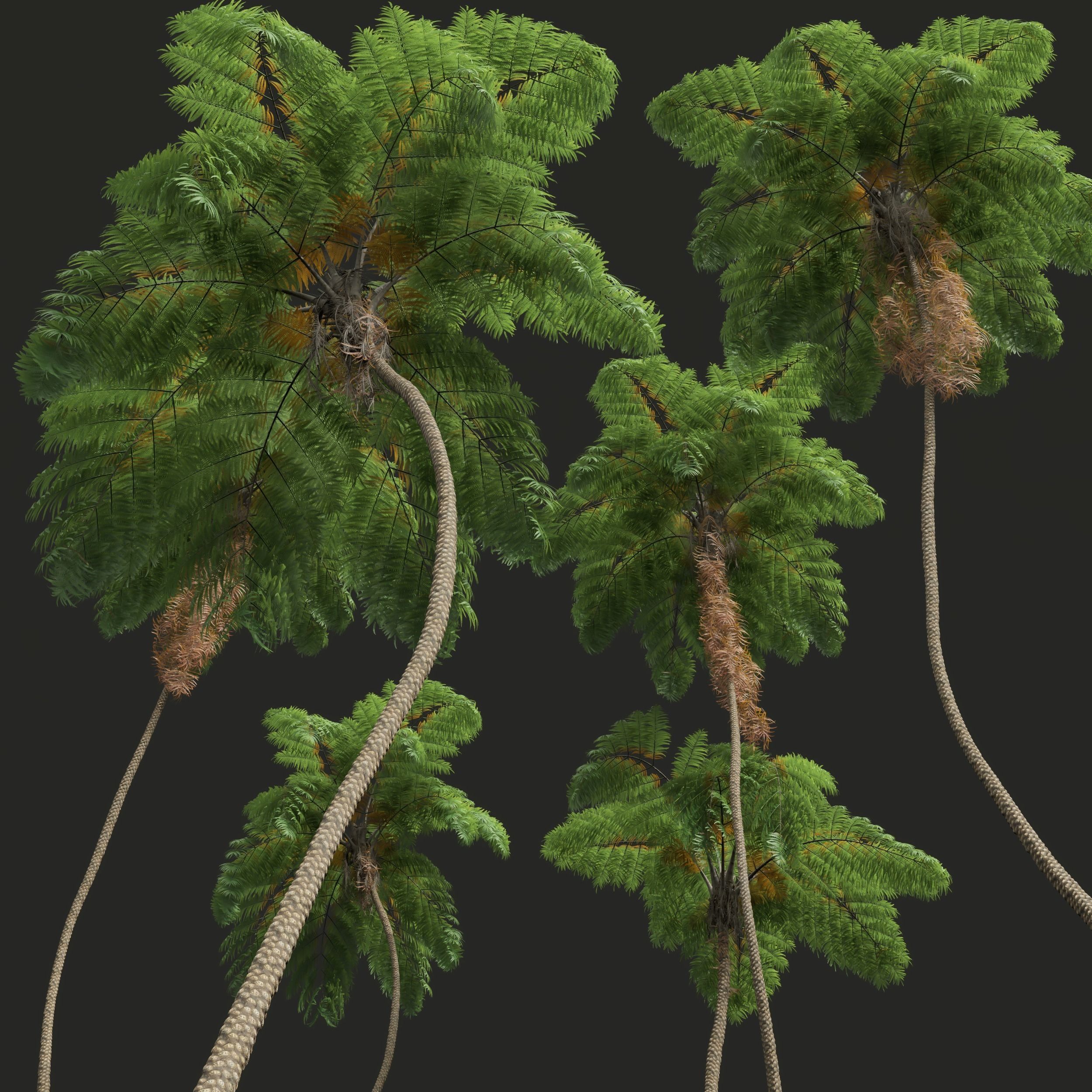 Sphaeropteris Lepifera Alsophila Spinulosa Fern Spinulosa 3D model_2