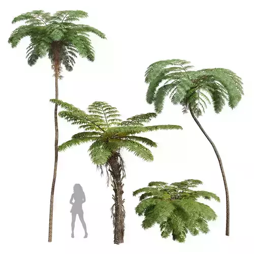 Sphaeropteris Lepifera Alsophila Spinulosa Fern Spinulosa 3D model