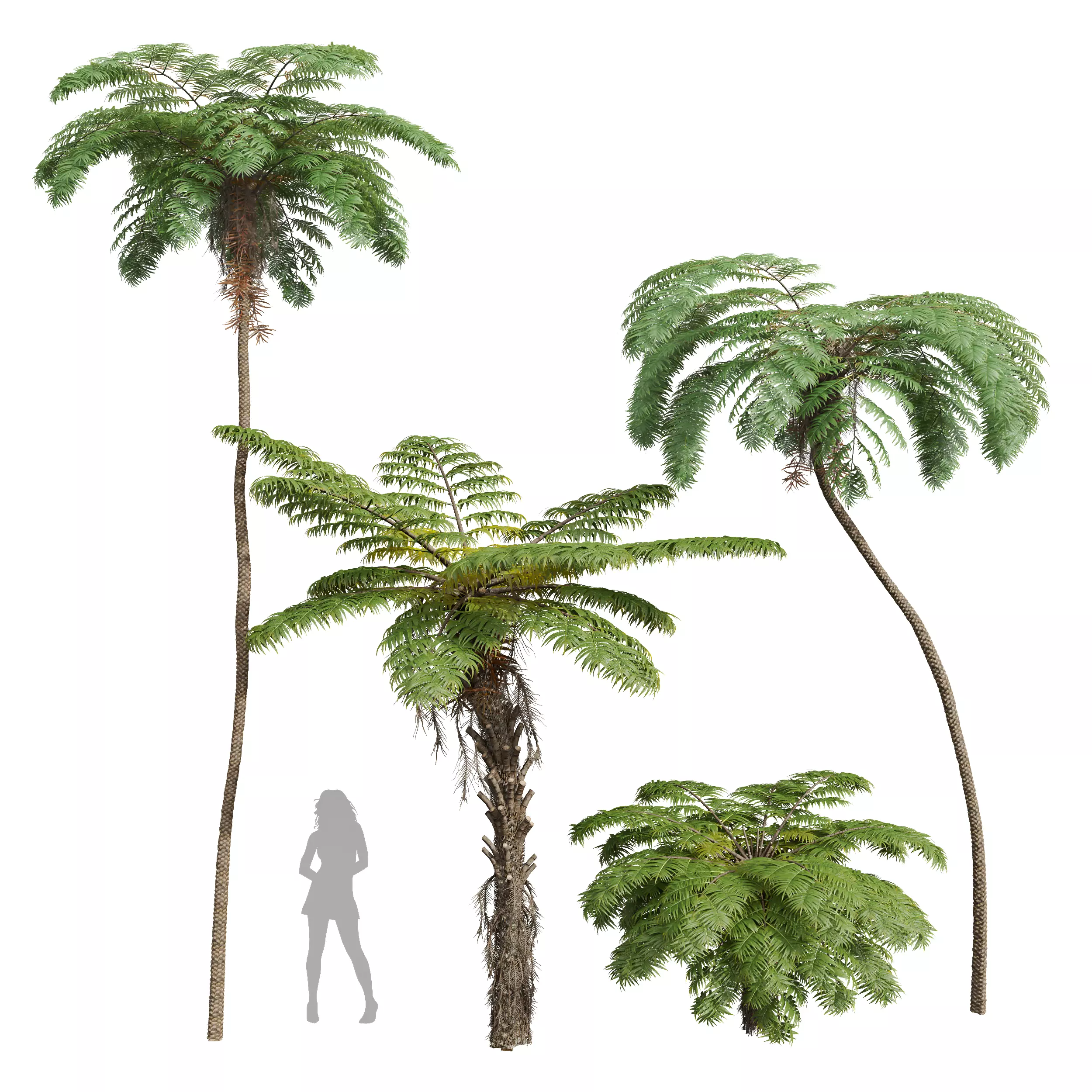 Sphaeropteris Lepifera Alsophila Spinulosa Fern Spinulosa 3D model_0