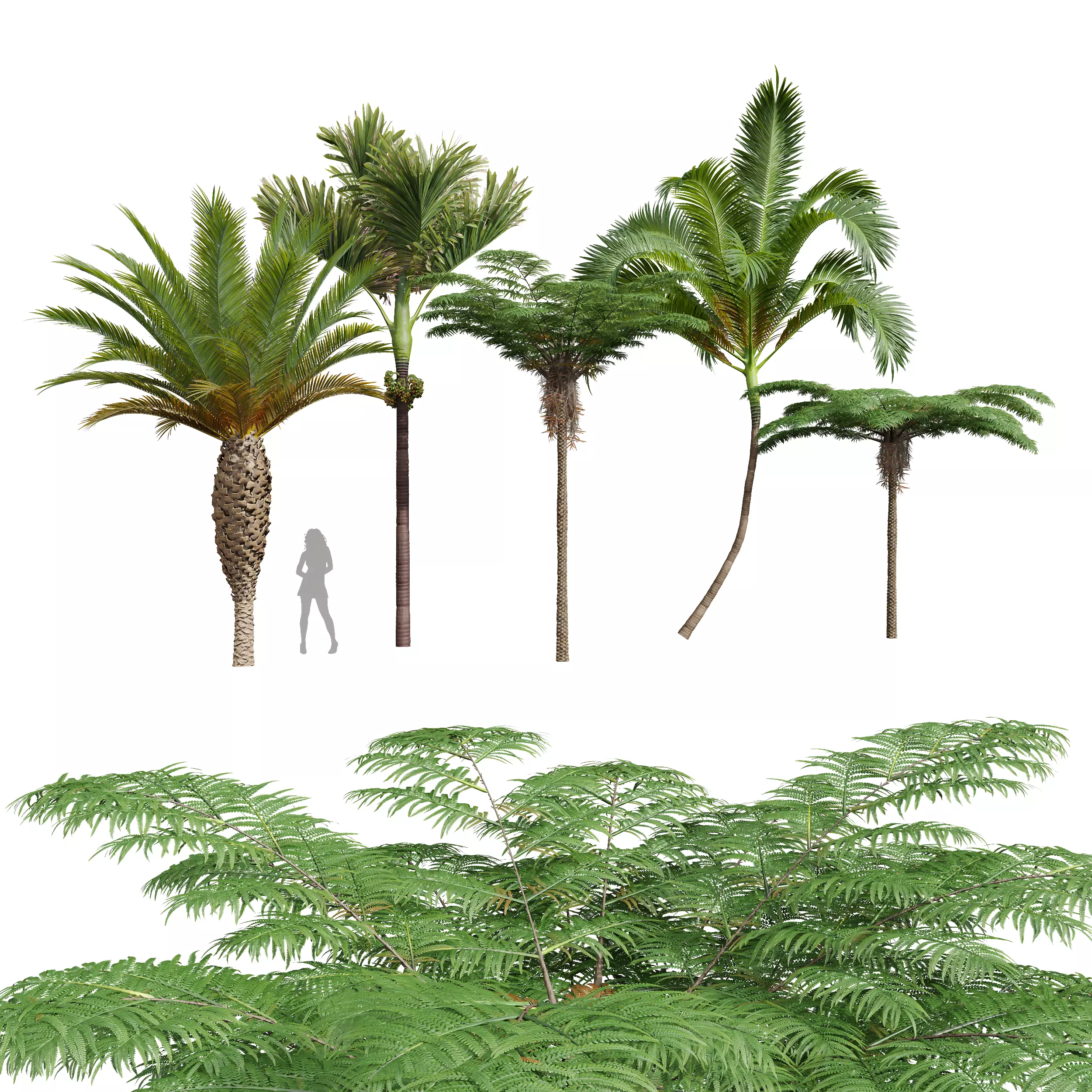 Sphaeropteris Lepifera Areca Catechu Phoenix Canariensisen Fruit 3D model_0