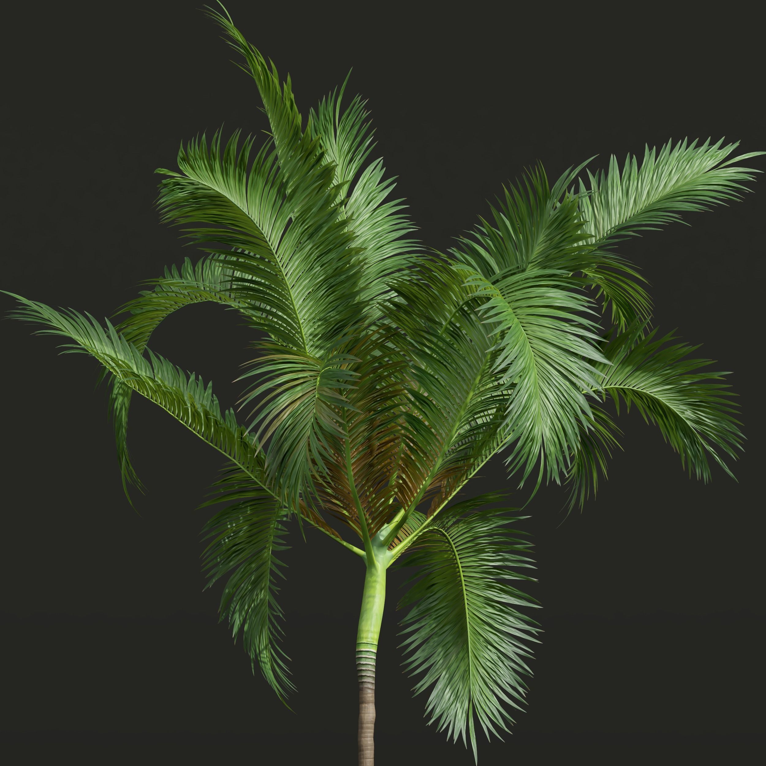 Sphaeropteris Lepifera Areca Catechu Phoenix Canariensisen Fruit 3D model_2