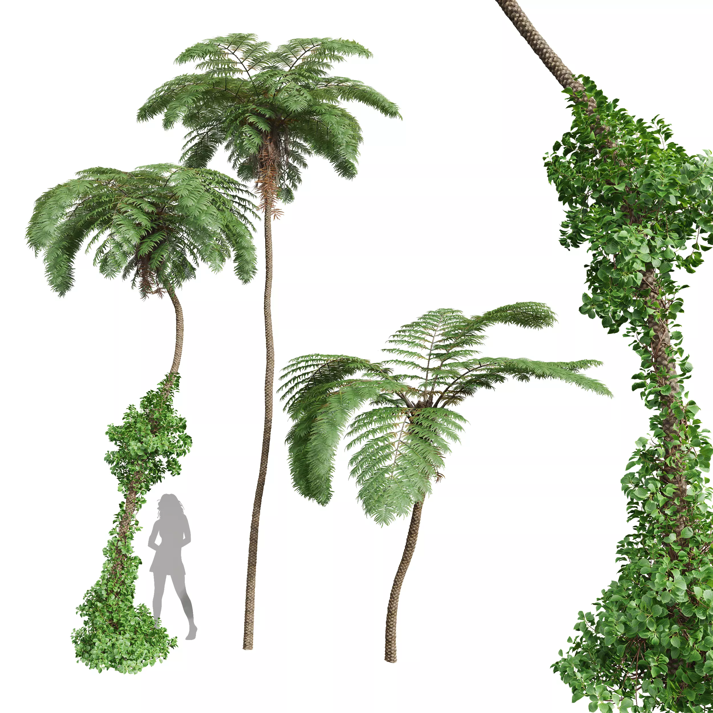 New Plant Sphaeropteris Lepifera001 3D model