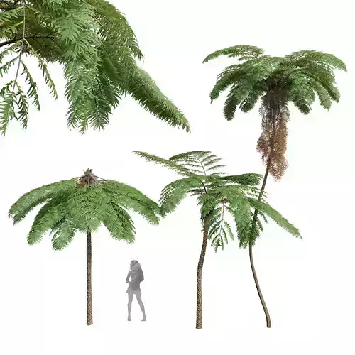 New Plant Sphaeropteris Lepifera002 3D model