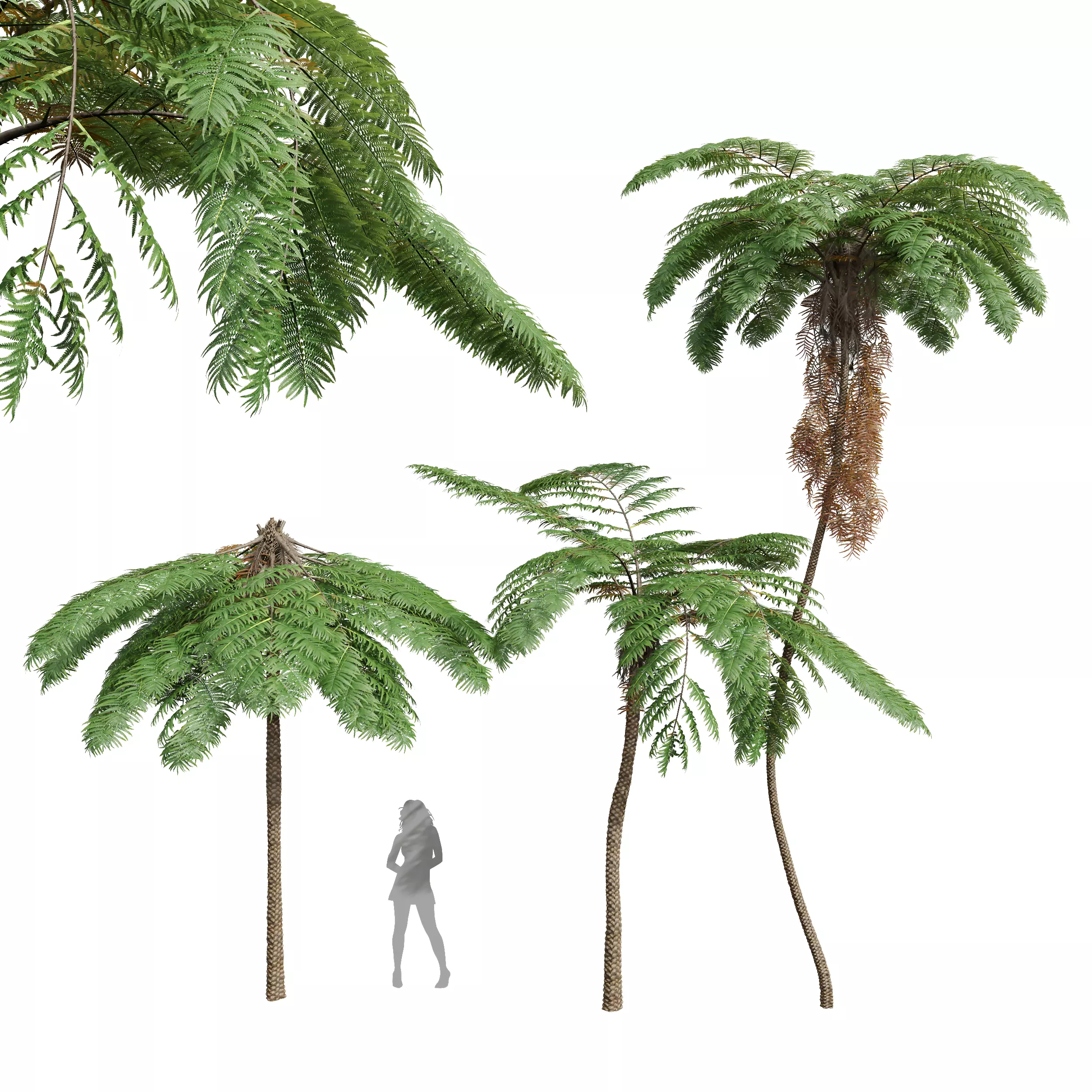 New Plant Sphaeropteris Lepifera002 3D model