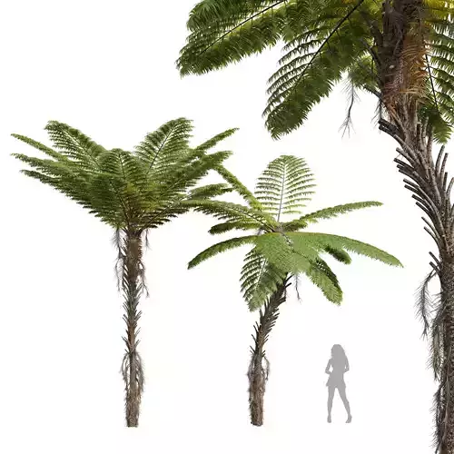 Alsophila Spinulosa Fern Decorative Spinulosa Fern 3D model