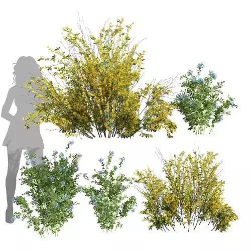 Ceratostigma Plumbaginoides Bleiwurz Cytisus scoparius