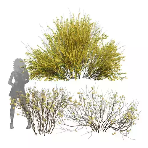 Cytisus scoparius Bush Edgeworthia Chrysantha Paperbush