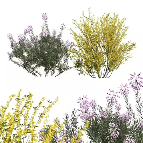 Cytisus scoparius Wild Erica Multiflora Bruyere Fiche