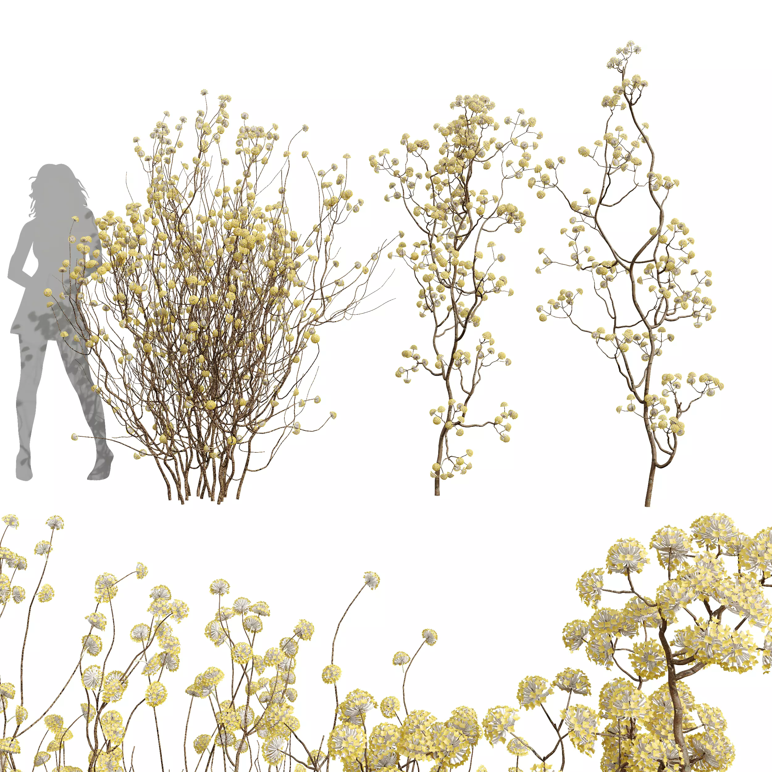 New Plant Edgeworthia Chrysantha Paperbush Tall Tree 3D model