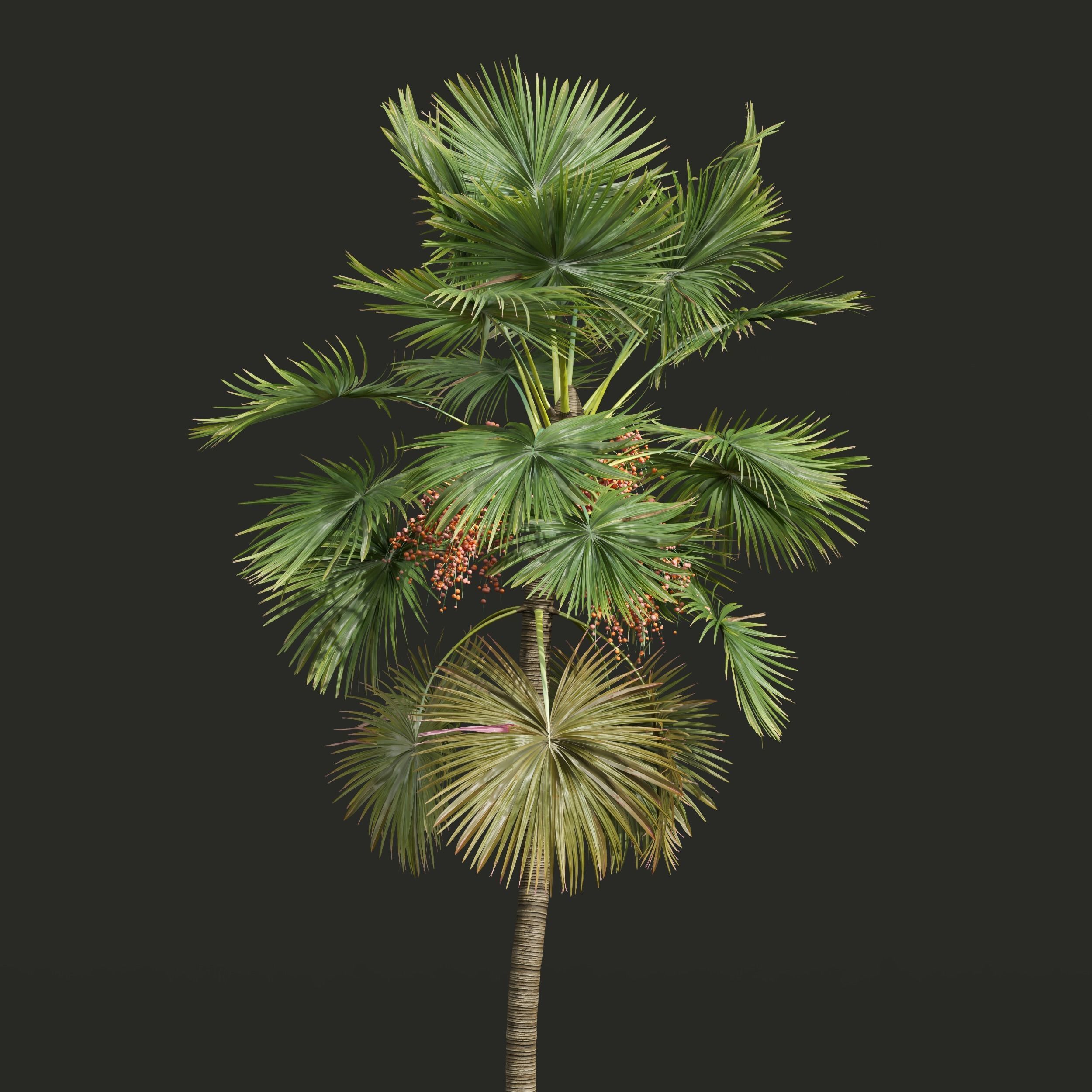 New Plant Saribus Rotundifolius 3D model_1