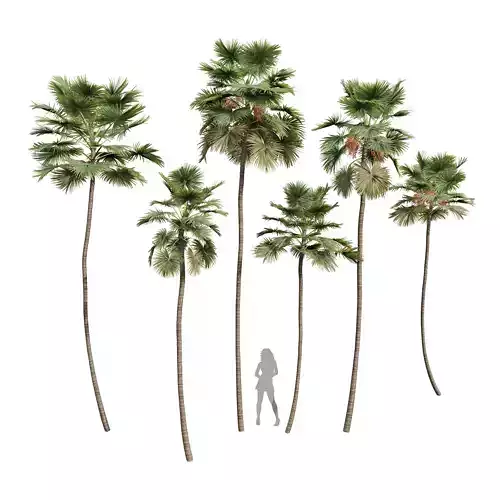 New Plant Saribus Rotundifolius