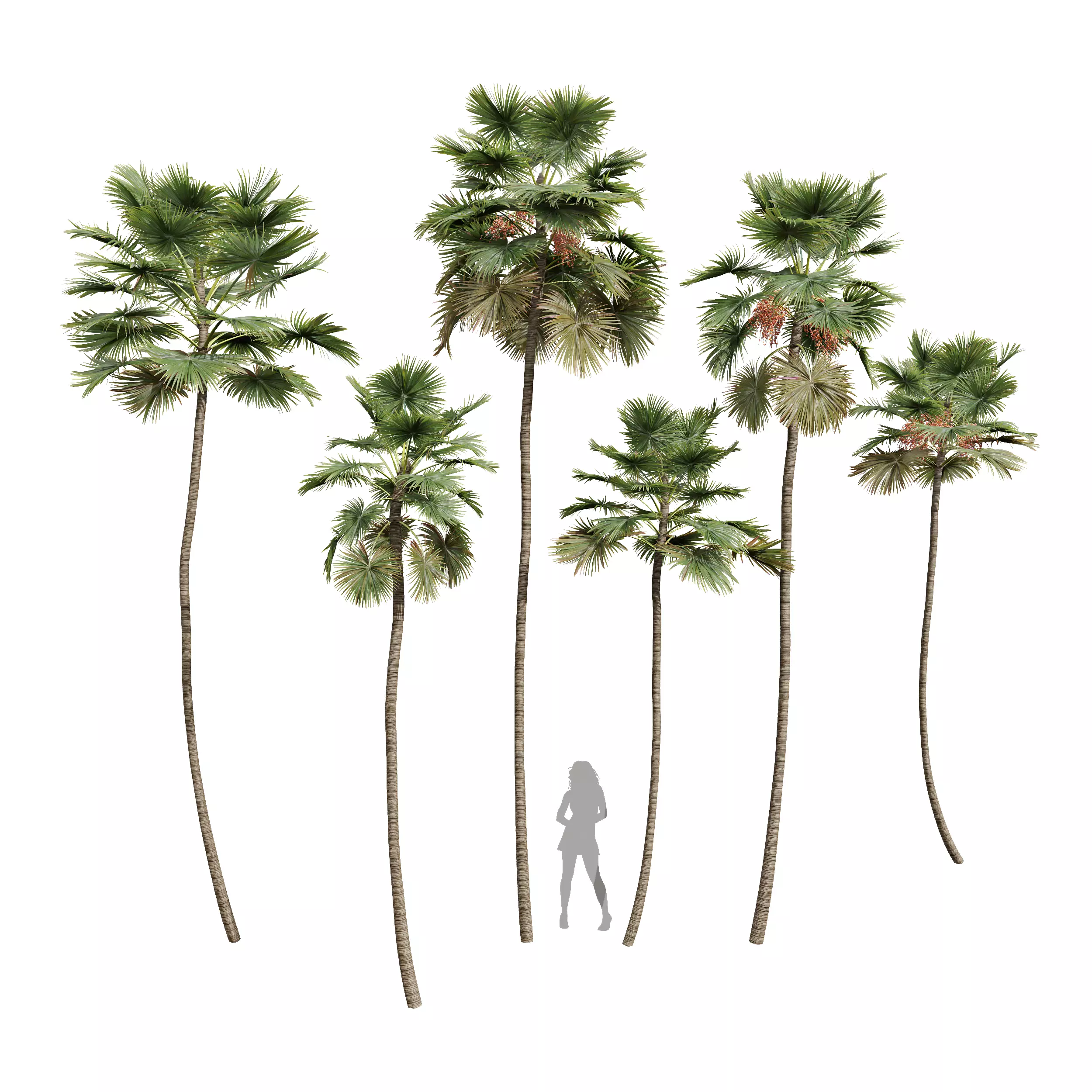 New Plant Saribus Rotundifolius 3D model_0