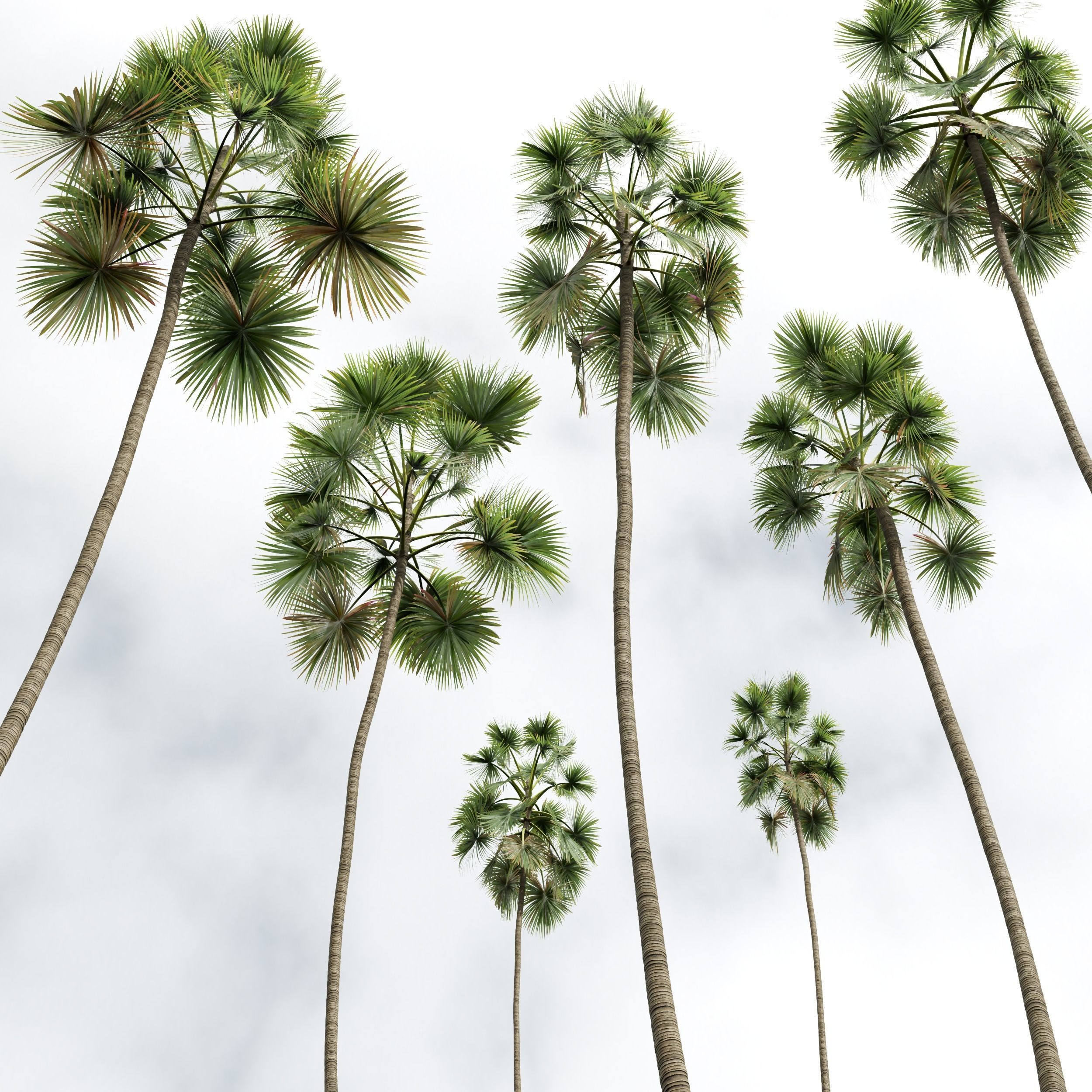 New Plant Saribus Rotundifolius 3D model_3