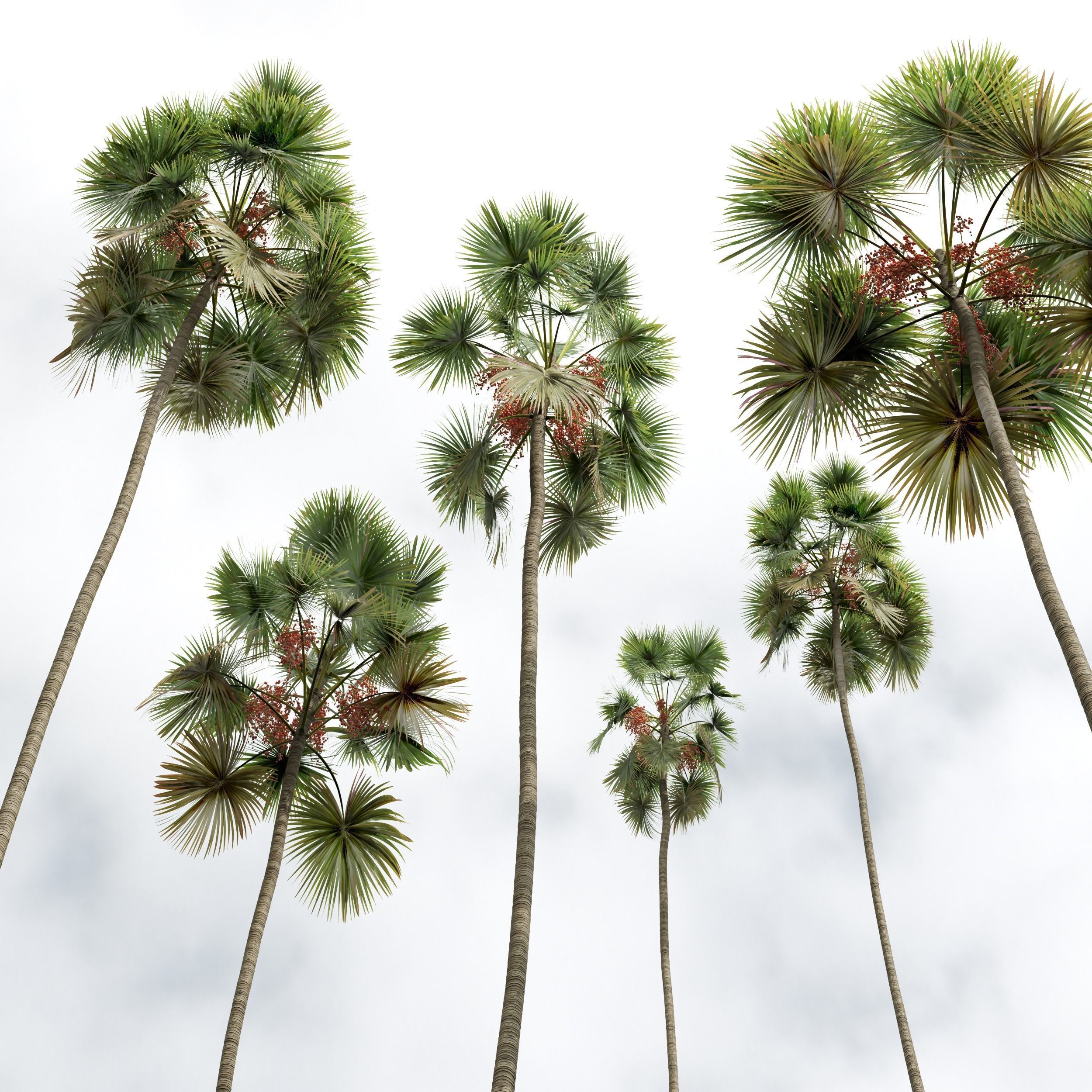 New Plant Saribus Rotundifolius 3D model_2