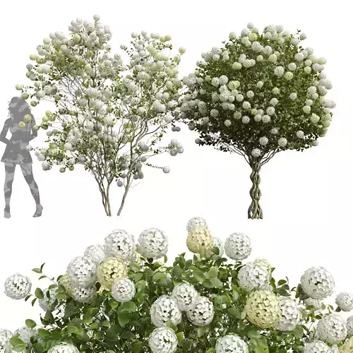 Viburnum Macrocephalum Bush Decorative001 3D model