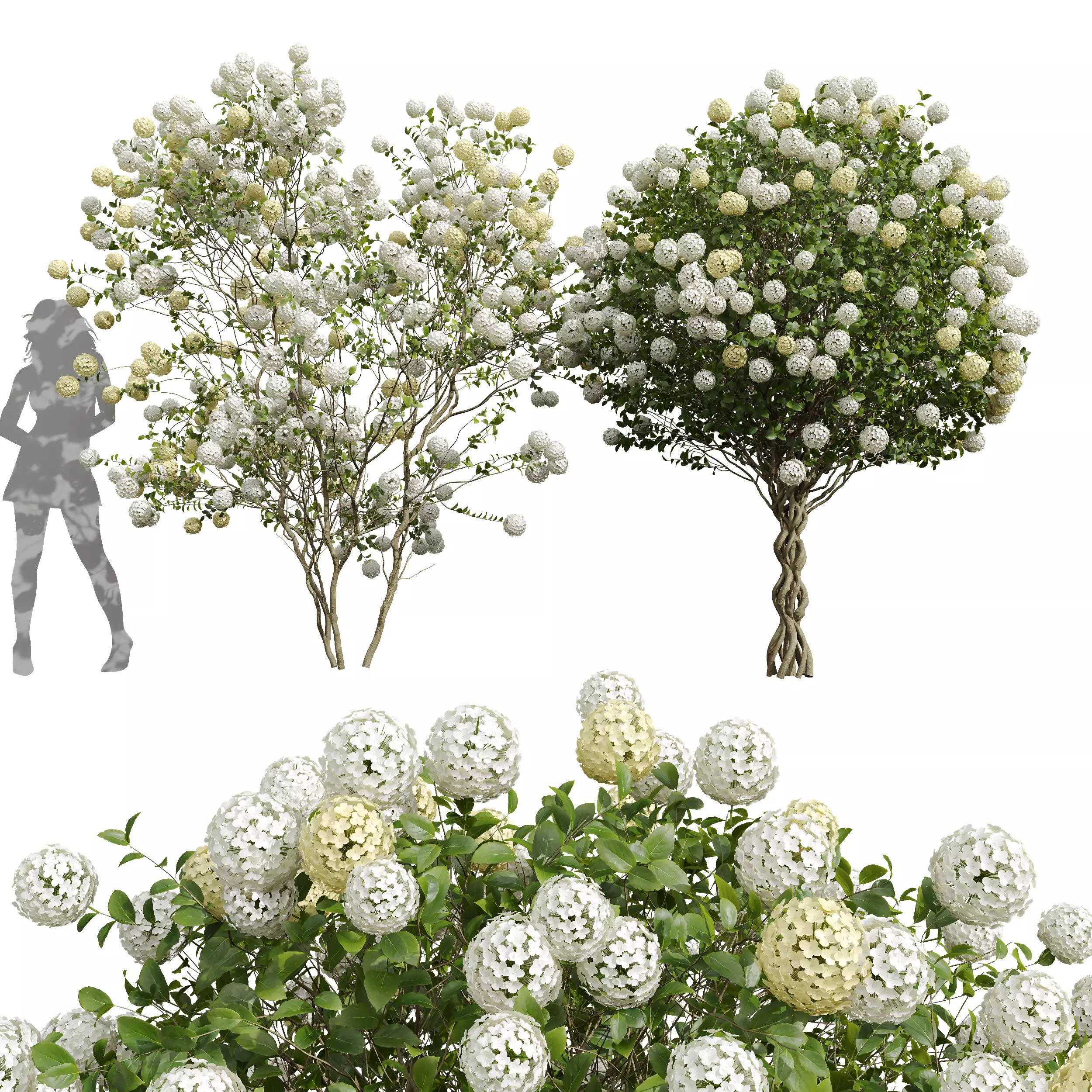 Viburnum Macrocephalum Bush Decorative001 3D model_0