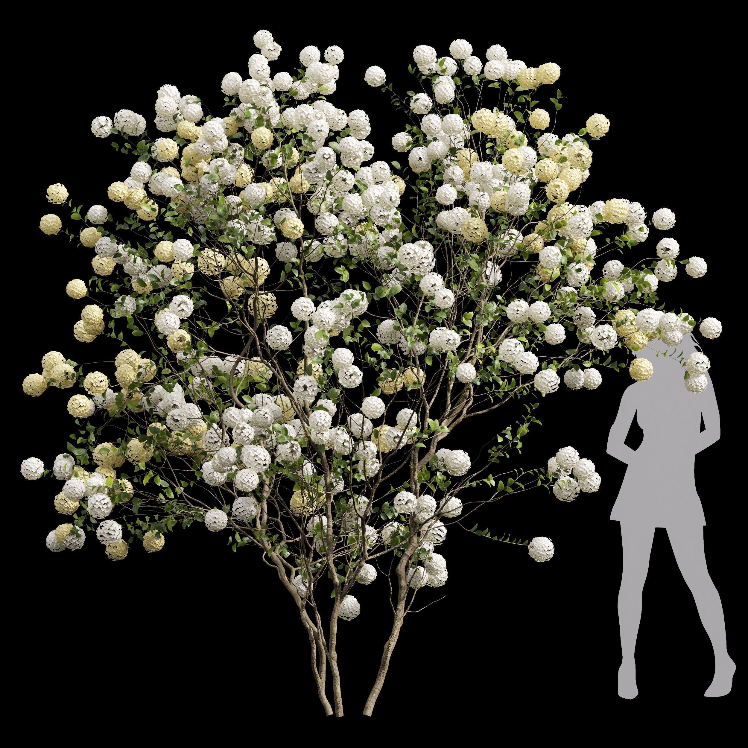 Viburnum Macrocephalum Bush Decorative001 3D model_3