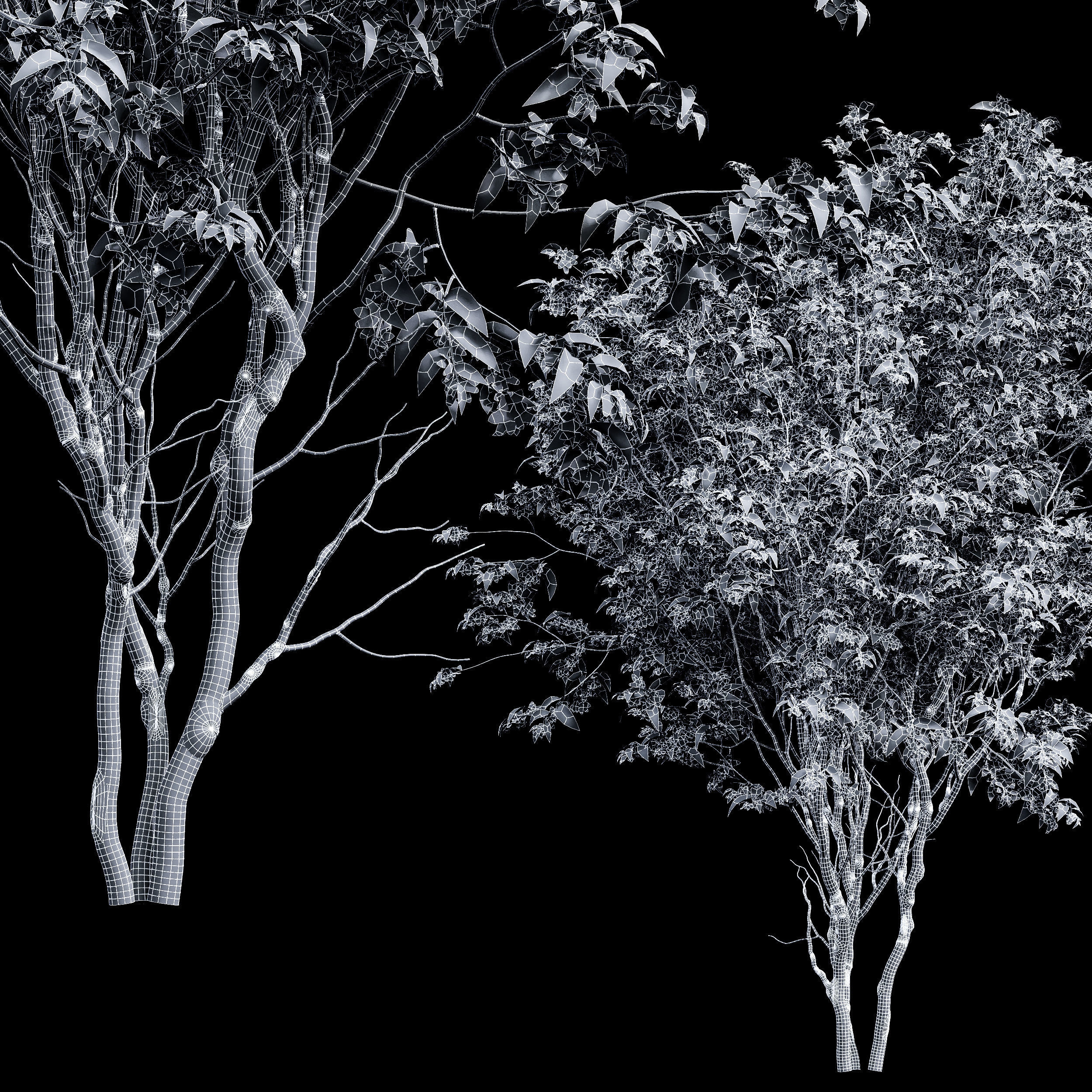 New Tree Amelanchier lamarckii Bush001 3D model_3