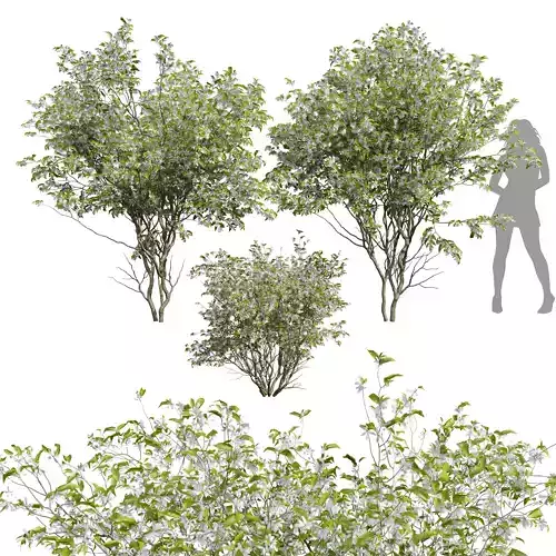 New Tree Amelanchier lamarckii Bush001 3D model