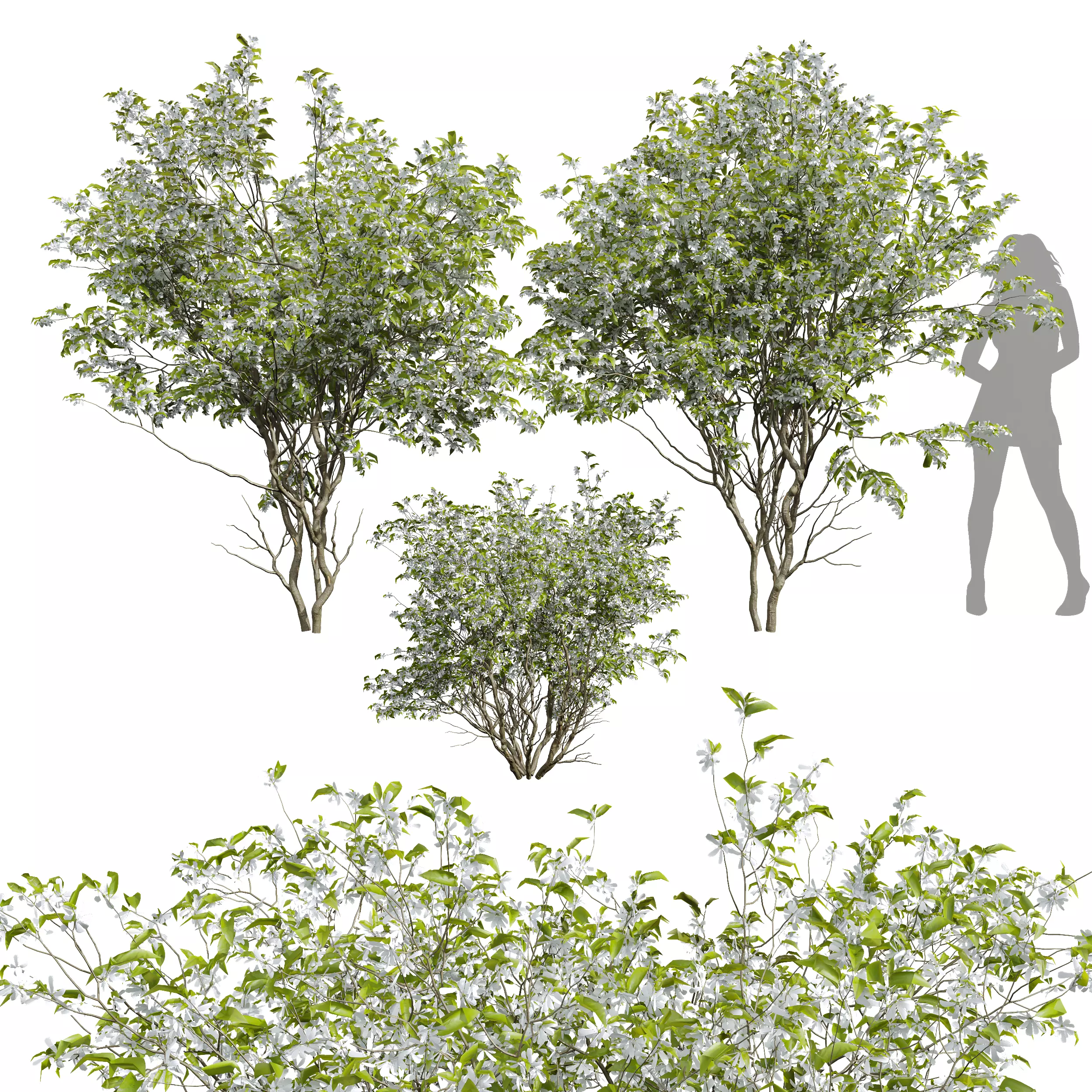 New Tree Amelanchier lamarckii Bush001 3D model_0
