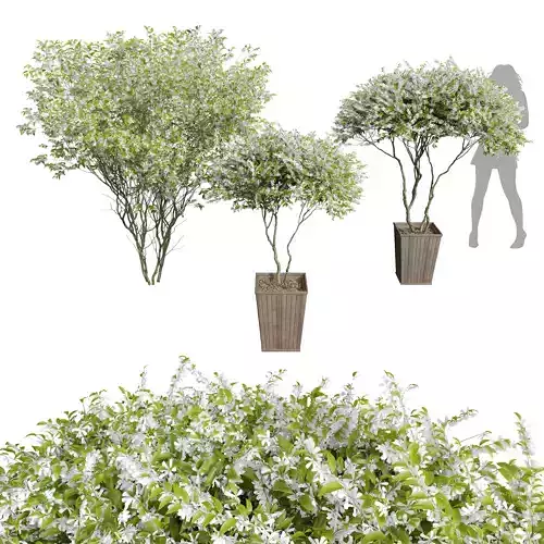 New Plant Saribus Rotundifolius 3D model