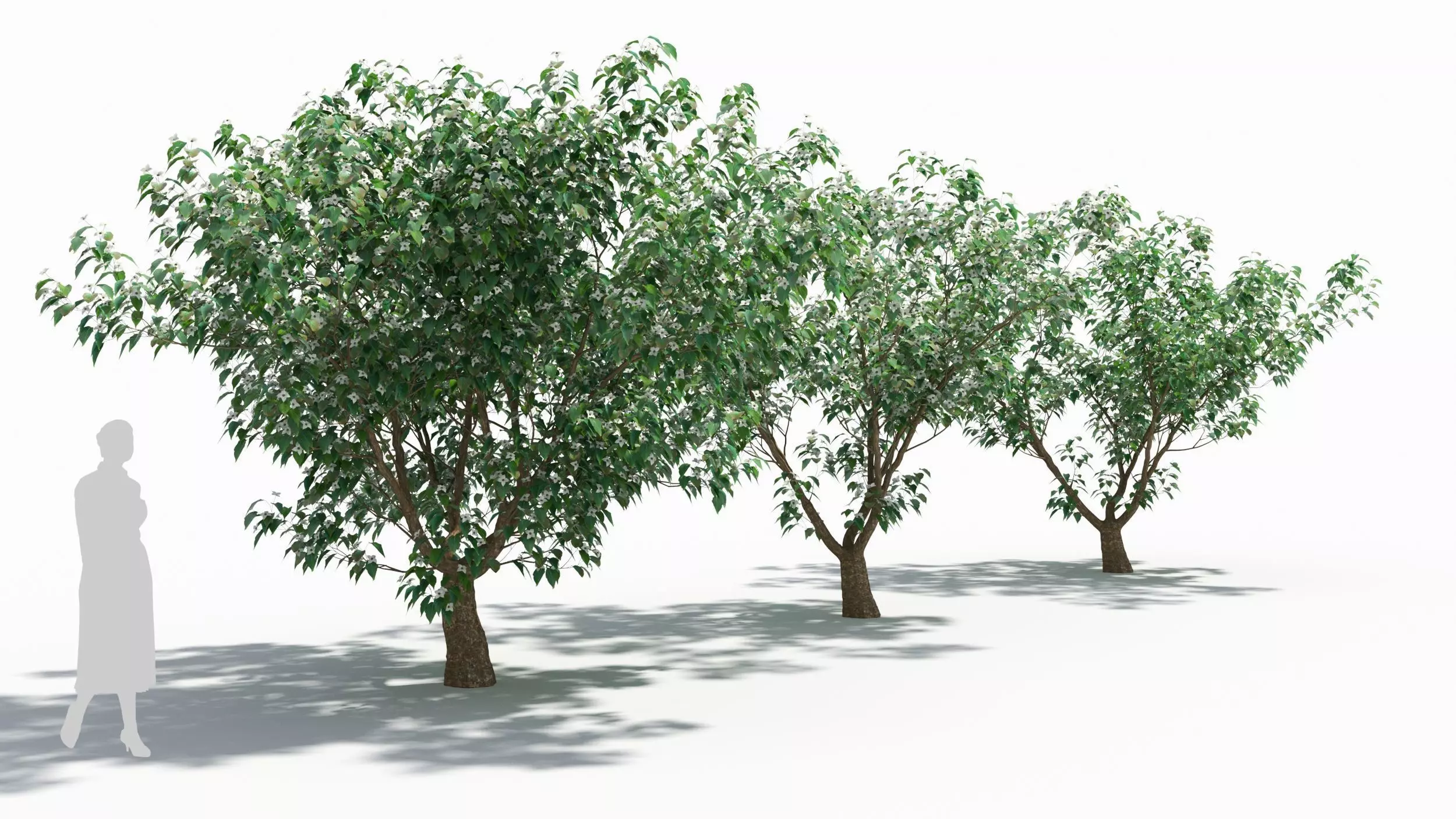 Cornus tree 3D model_0