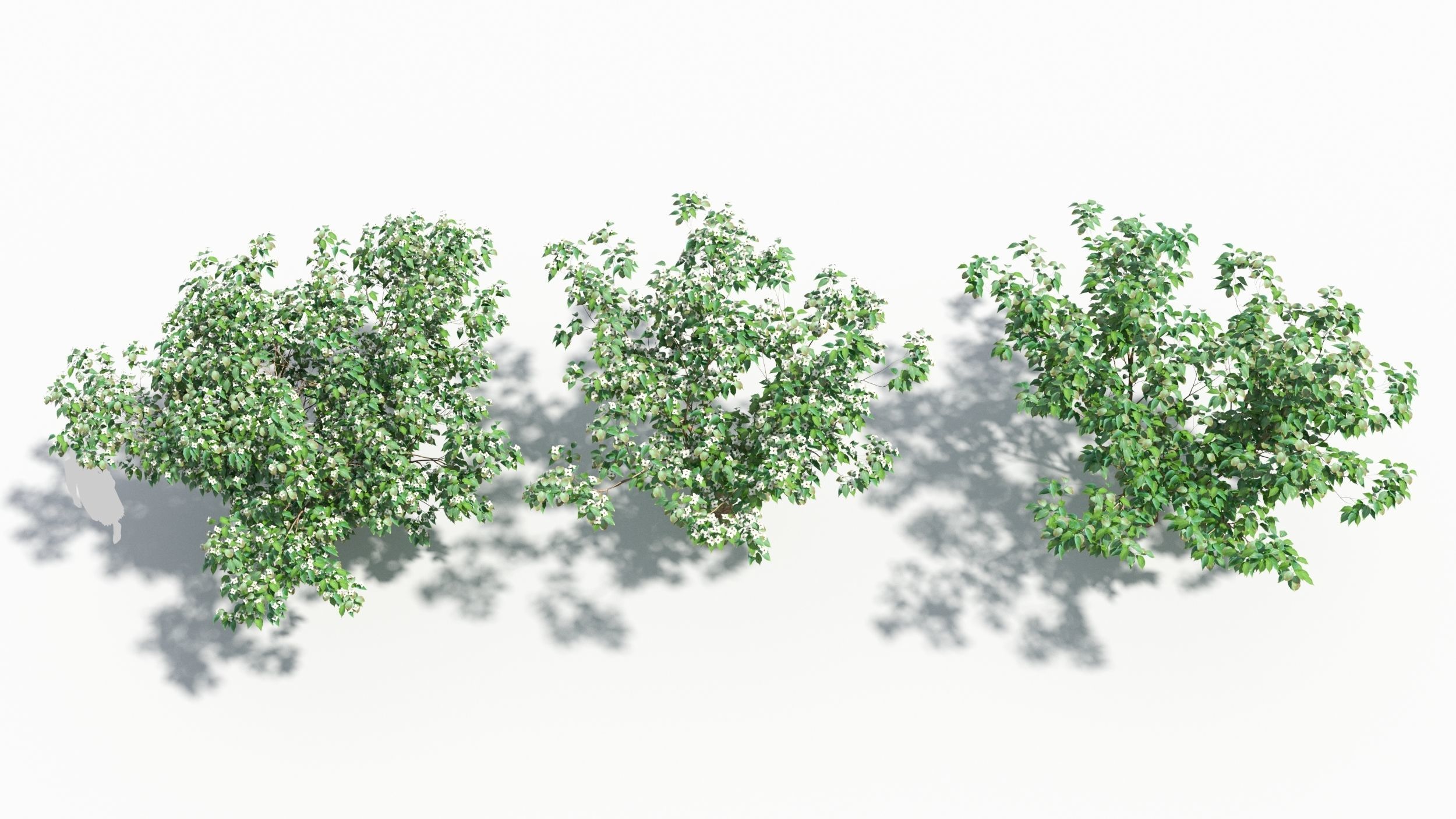 Cornus tree 3D model_4