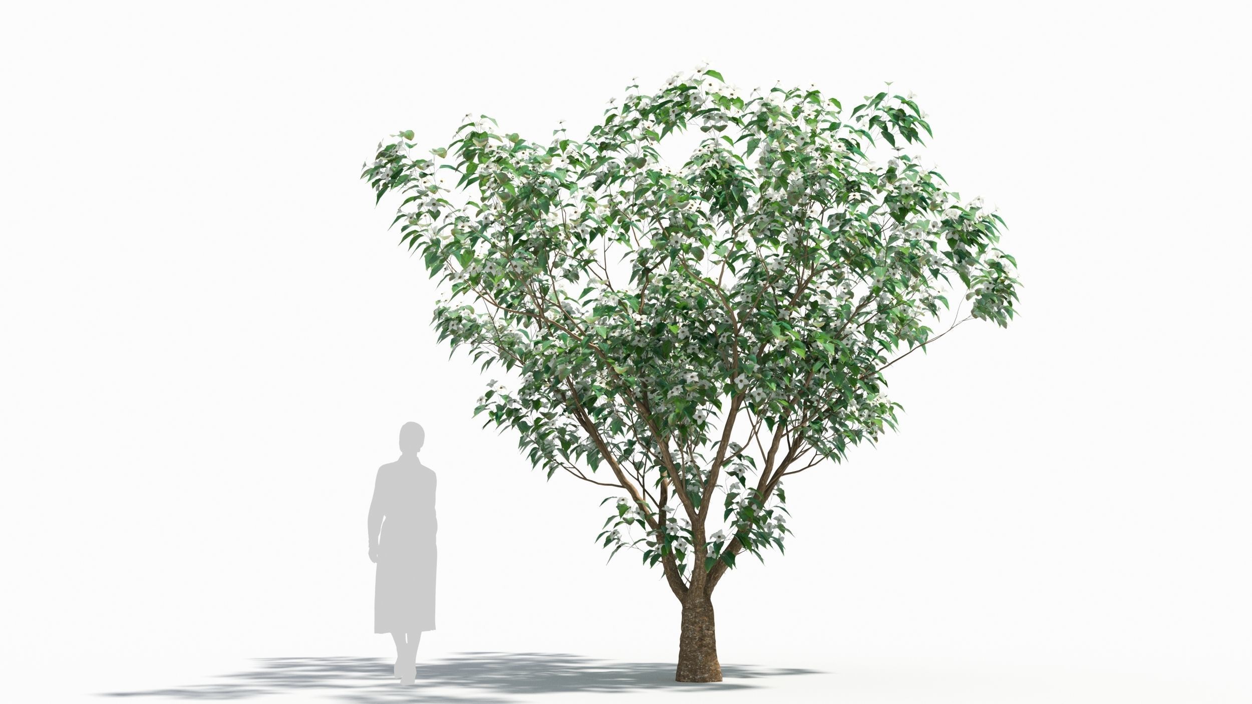 Cornus tree 3D model_6