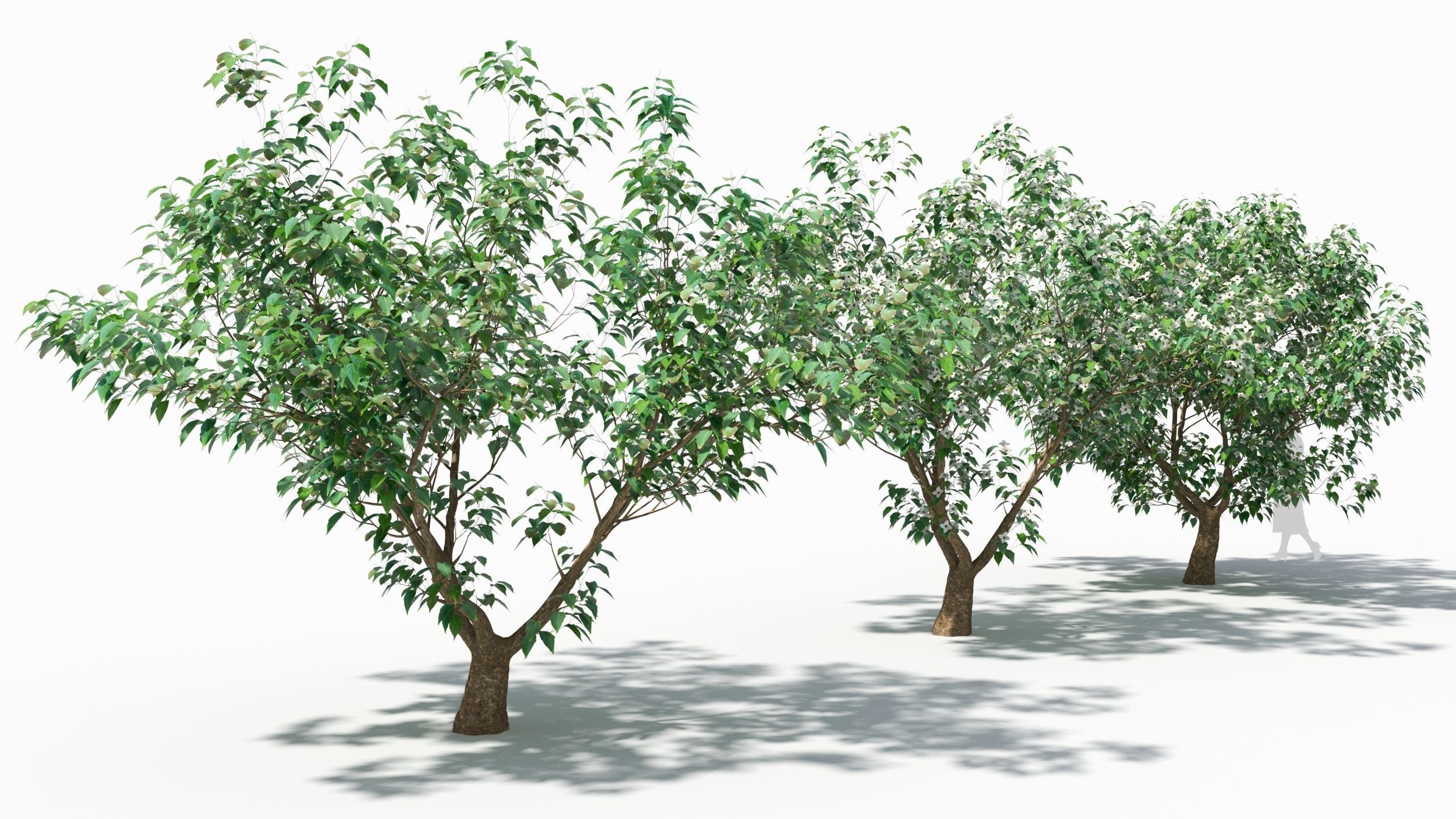 Cornus tree 3D model_1