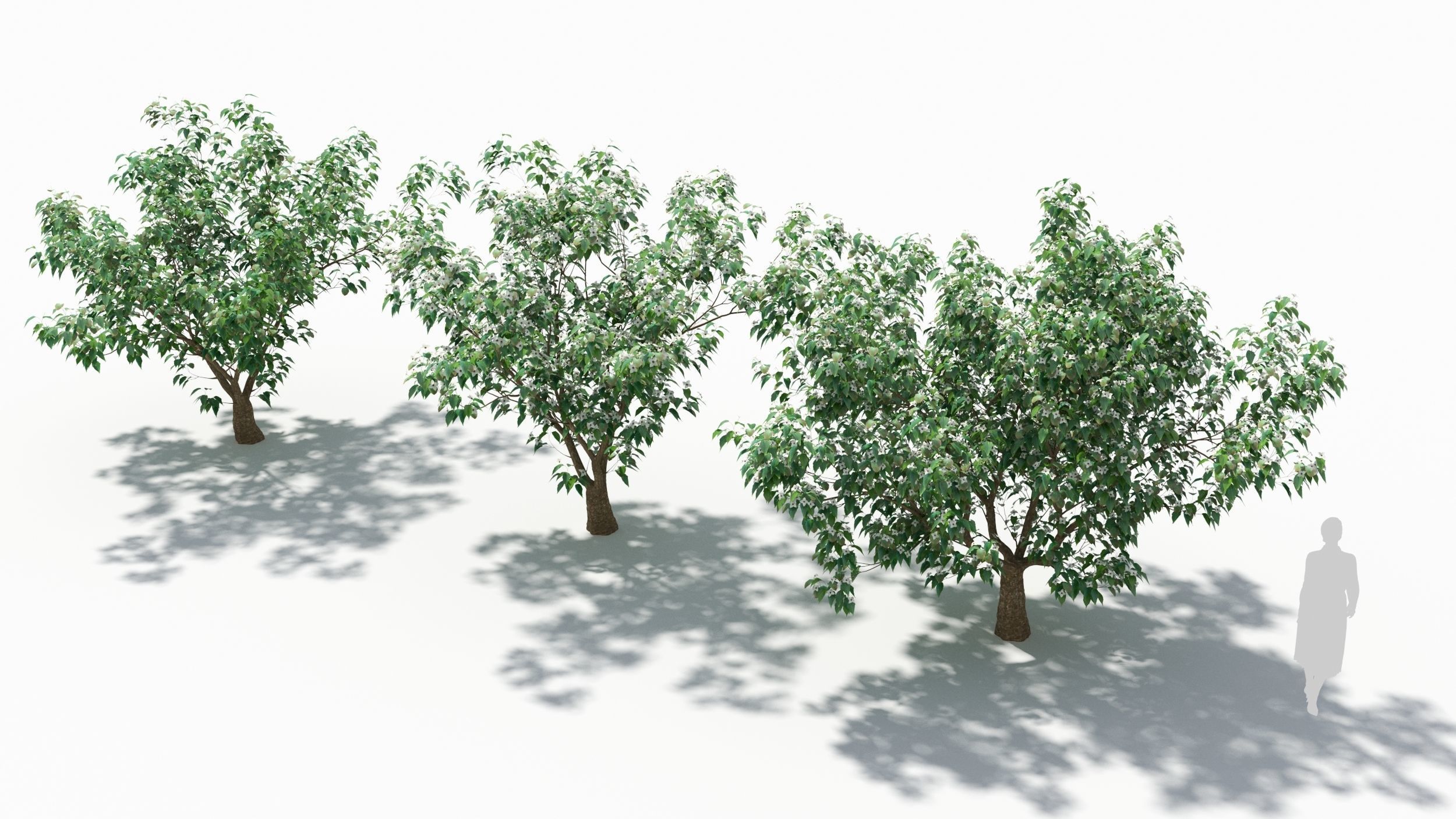 Cornus tree 3D model_2