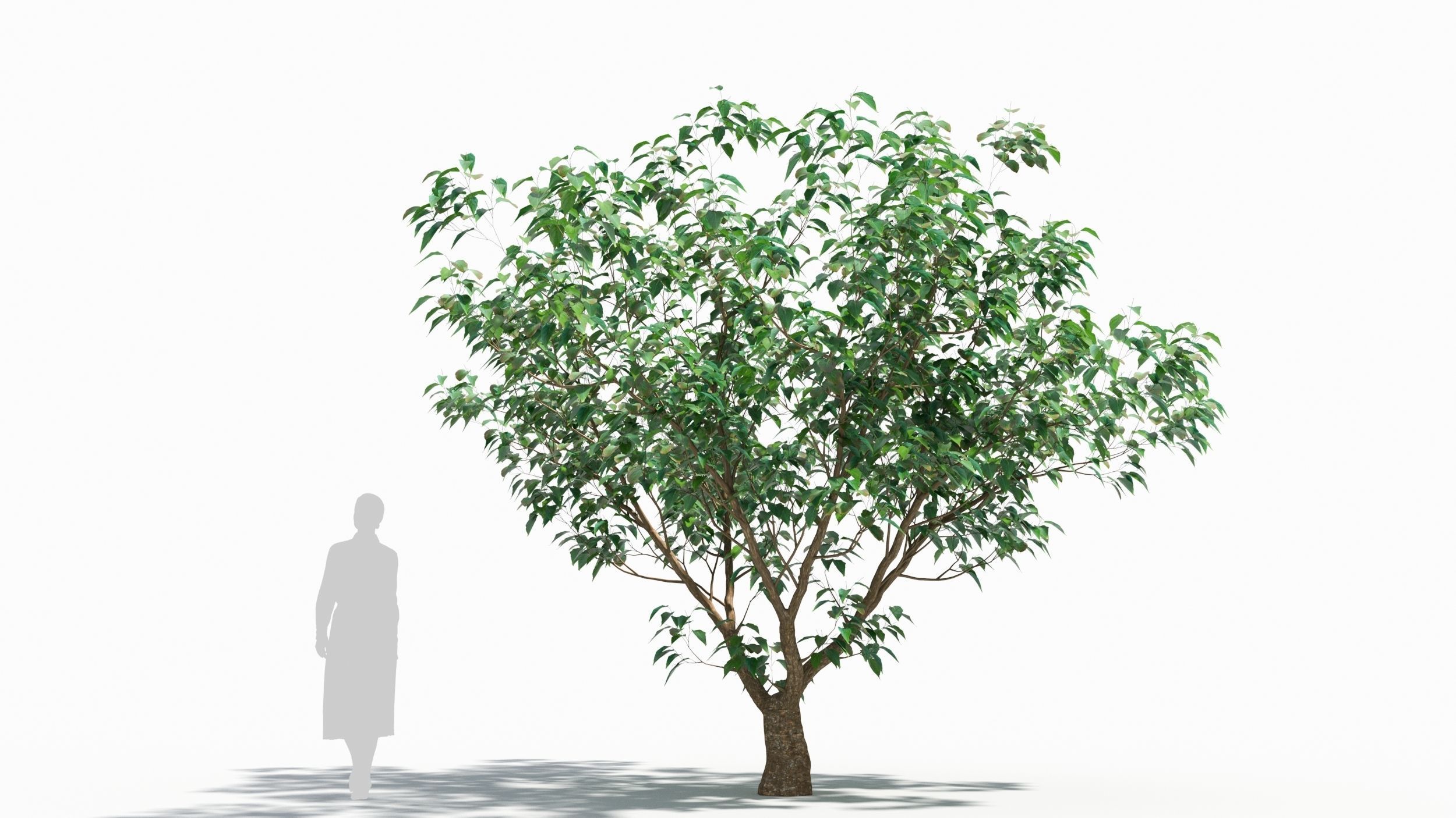 Cornus tree 3D model_7