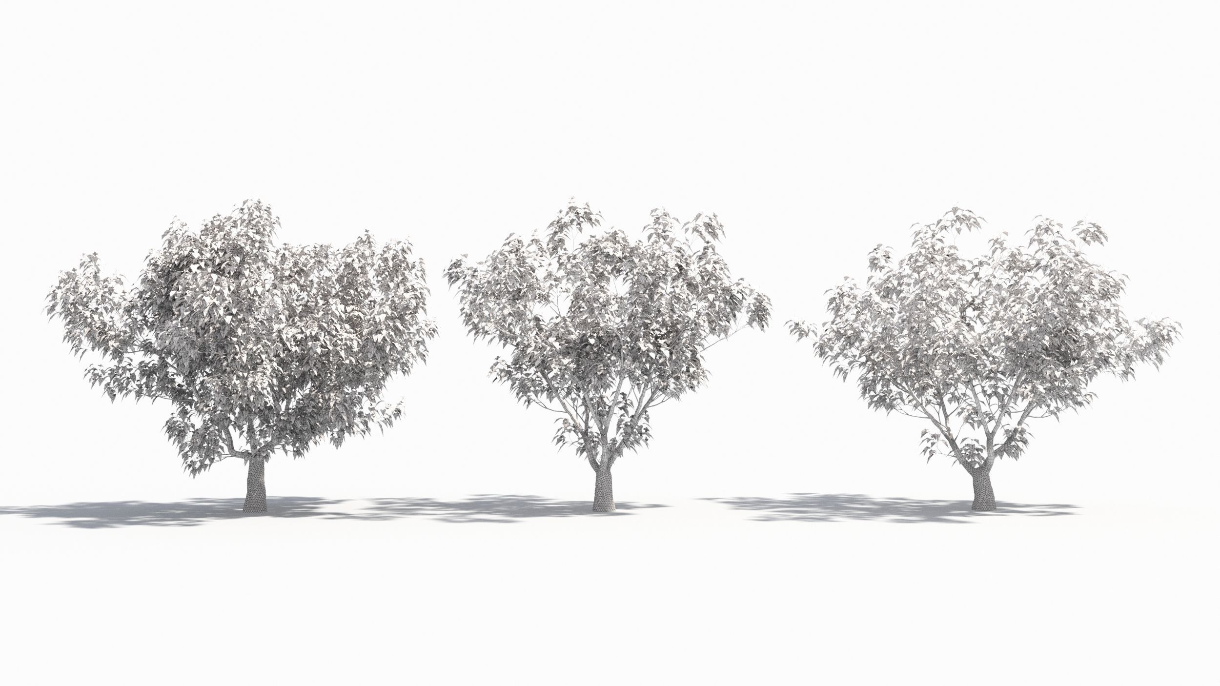 Cornus tree 3D model_8