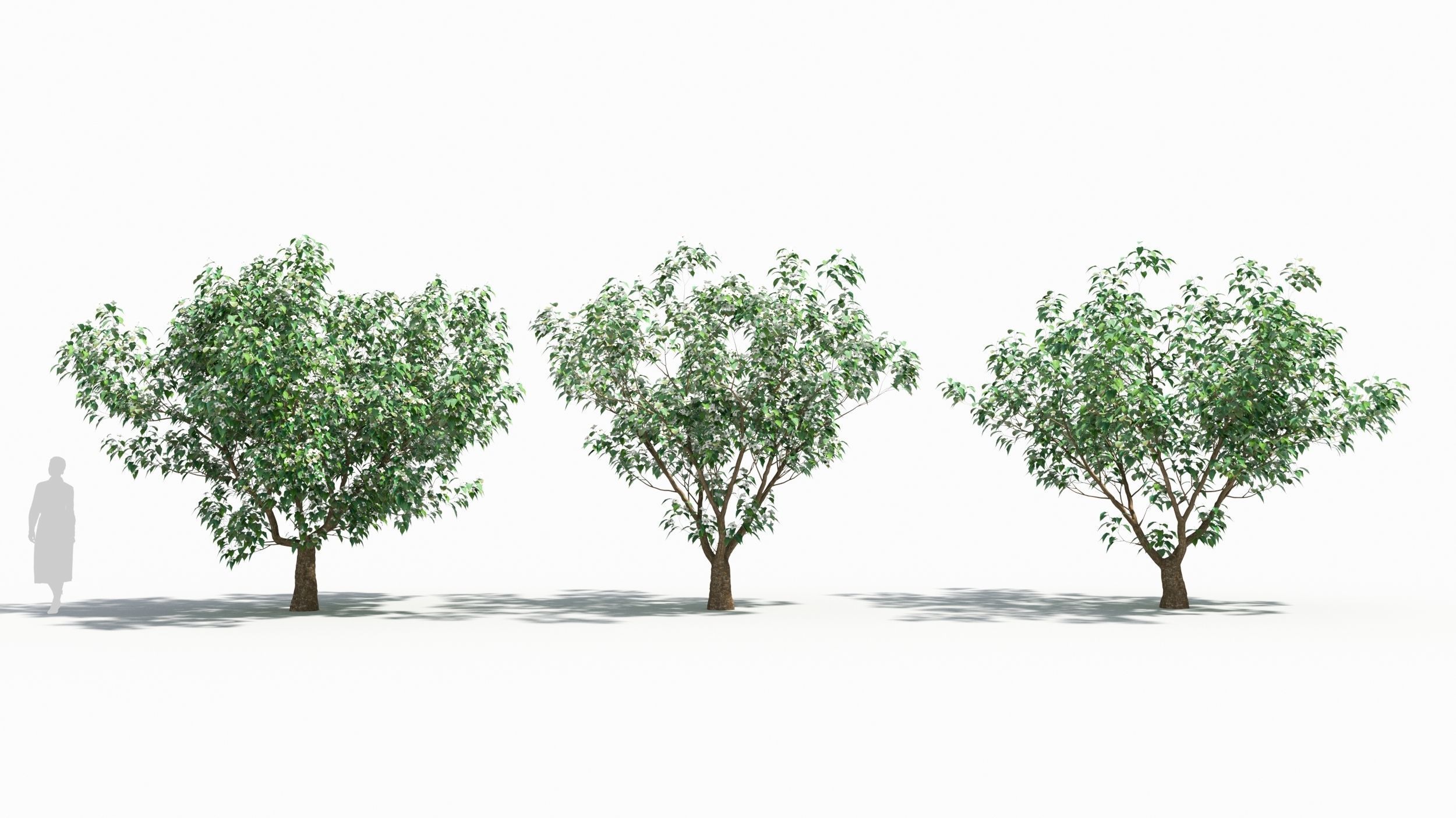 Cornus tree 3D model_3