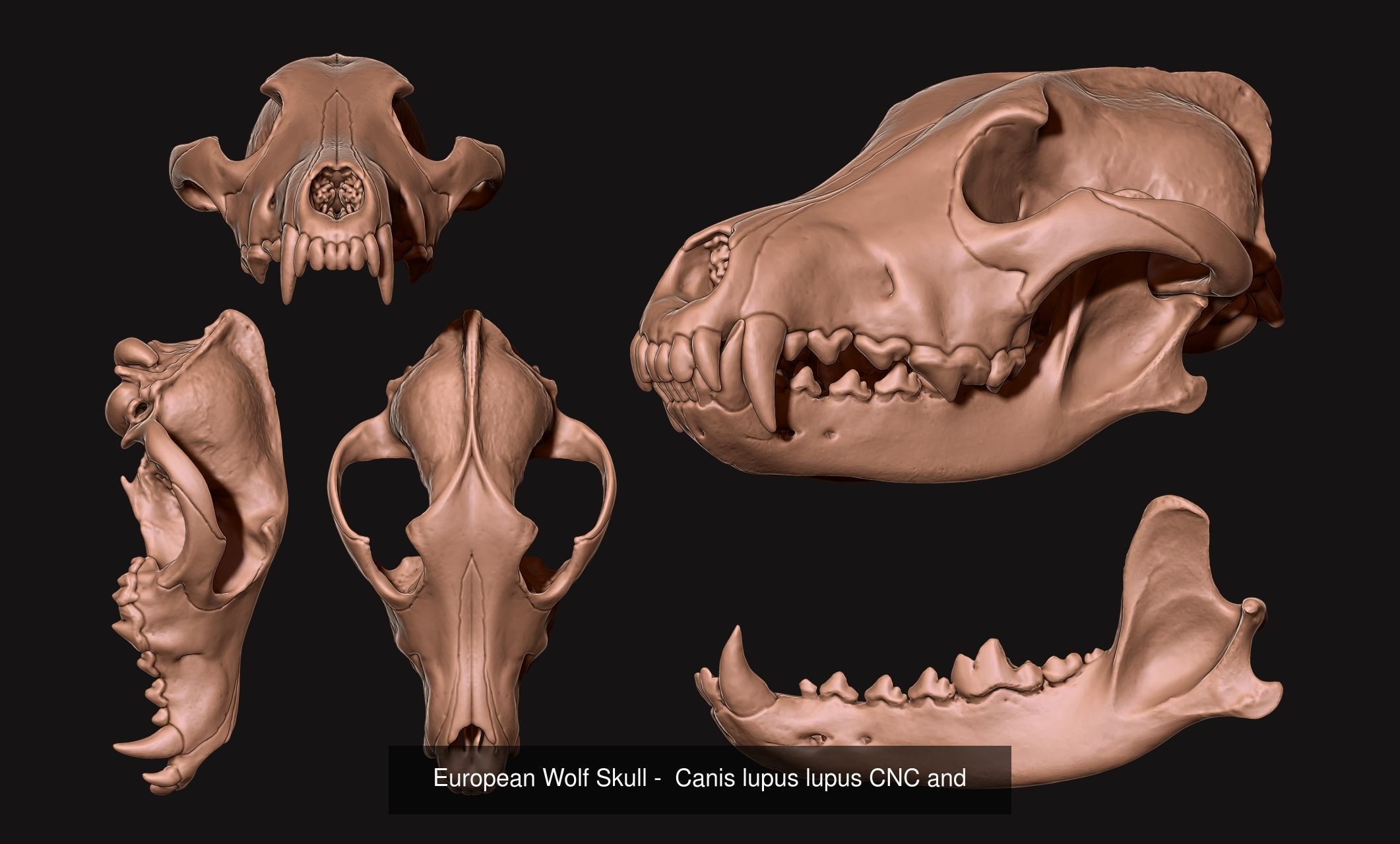 Animal Skulls Vol 2 - CNC and 3D Print 3D Model Collection_6