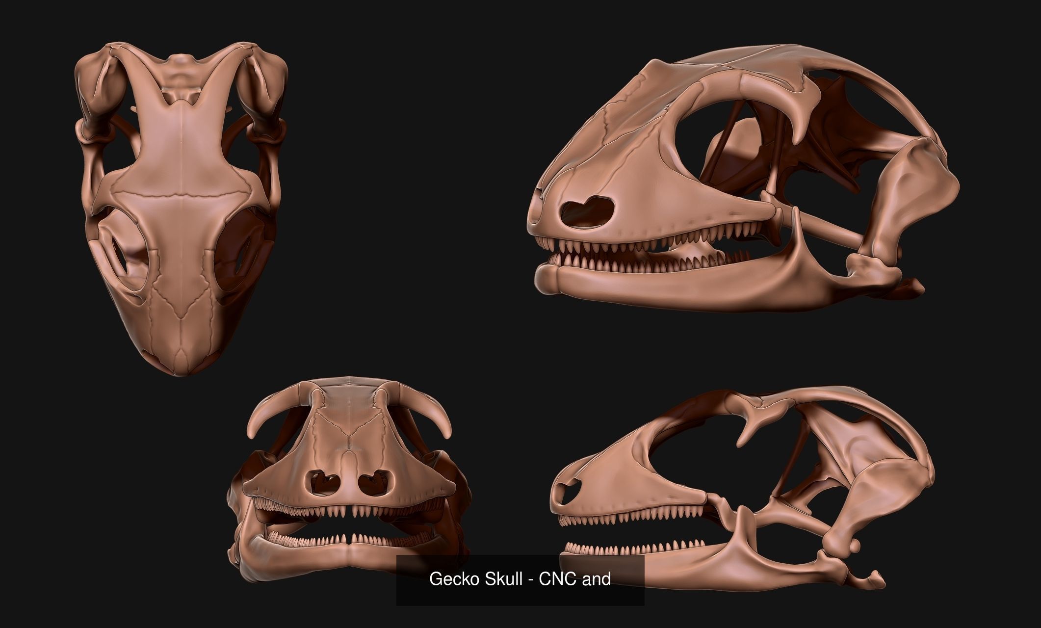Animal Skulls Vol 2 - CNC and 3D Print 3D Model Collection_1