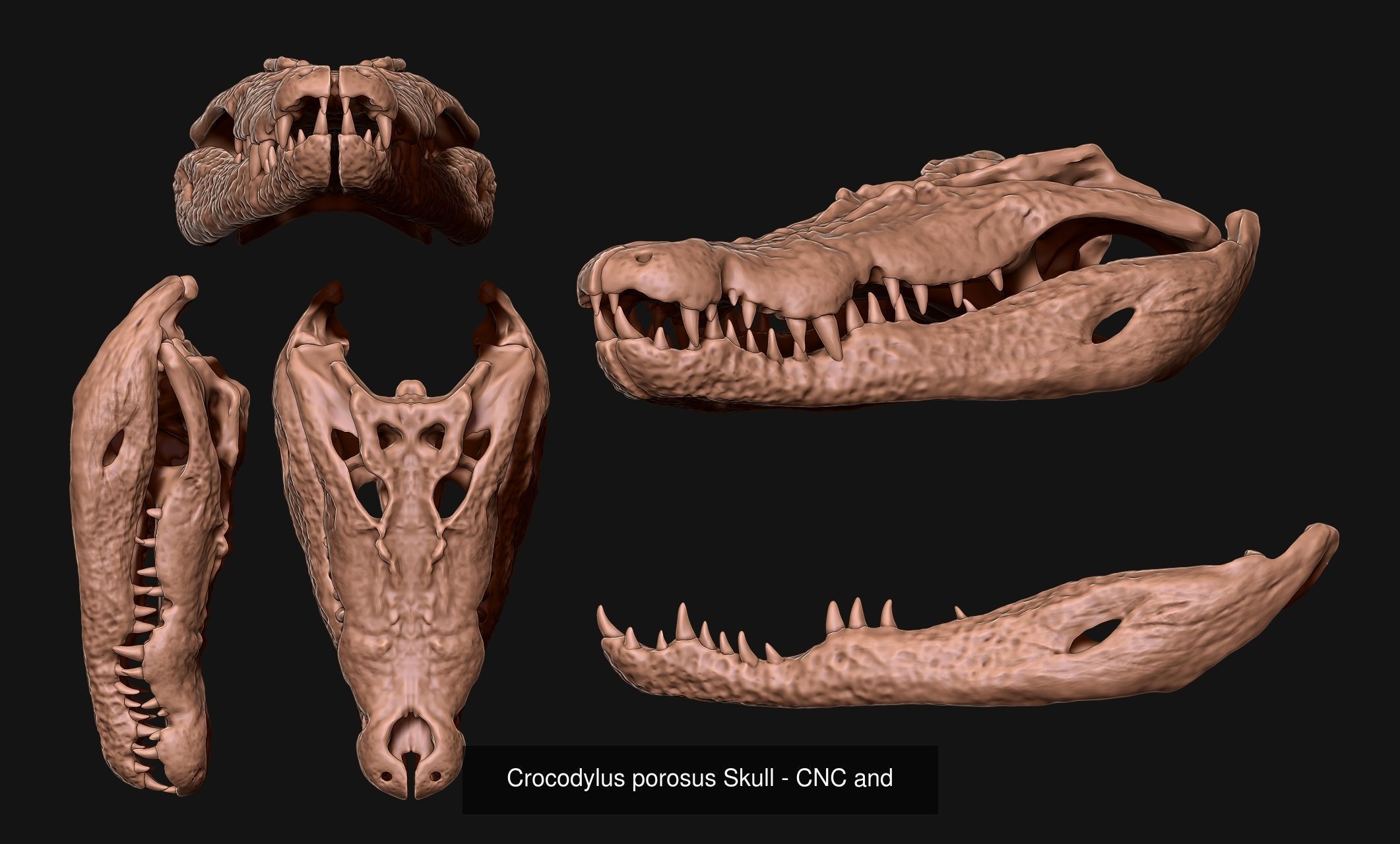 Animal Skulls Vol 2 - CNC and 3D Print 3D Model Collection_5