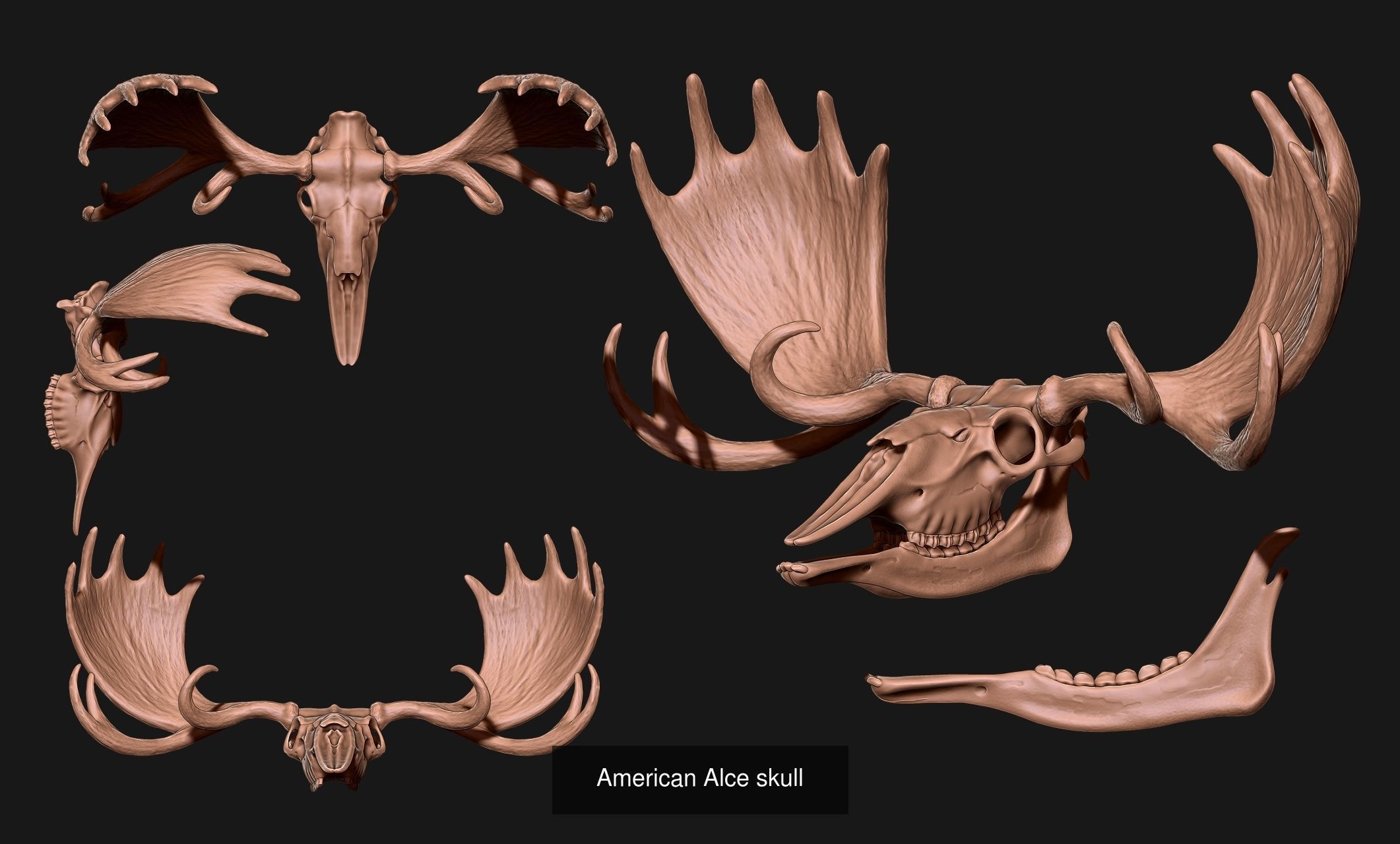 Animal Skulls Vol 2 - CNC and 3D Print 3D Model Collection_4