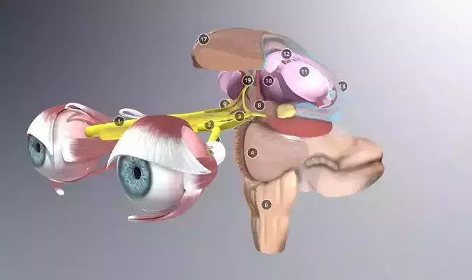 Neuro and Optic Anatomy  3D model