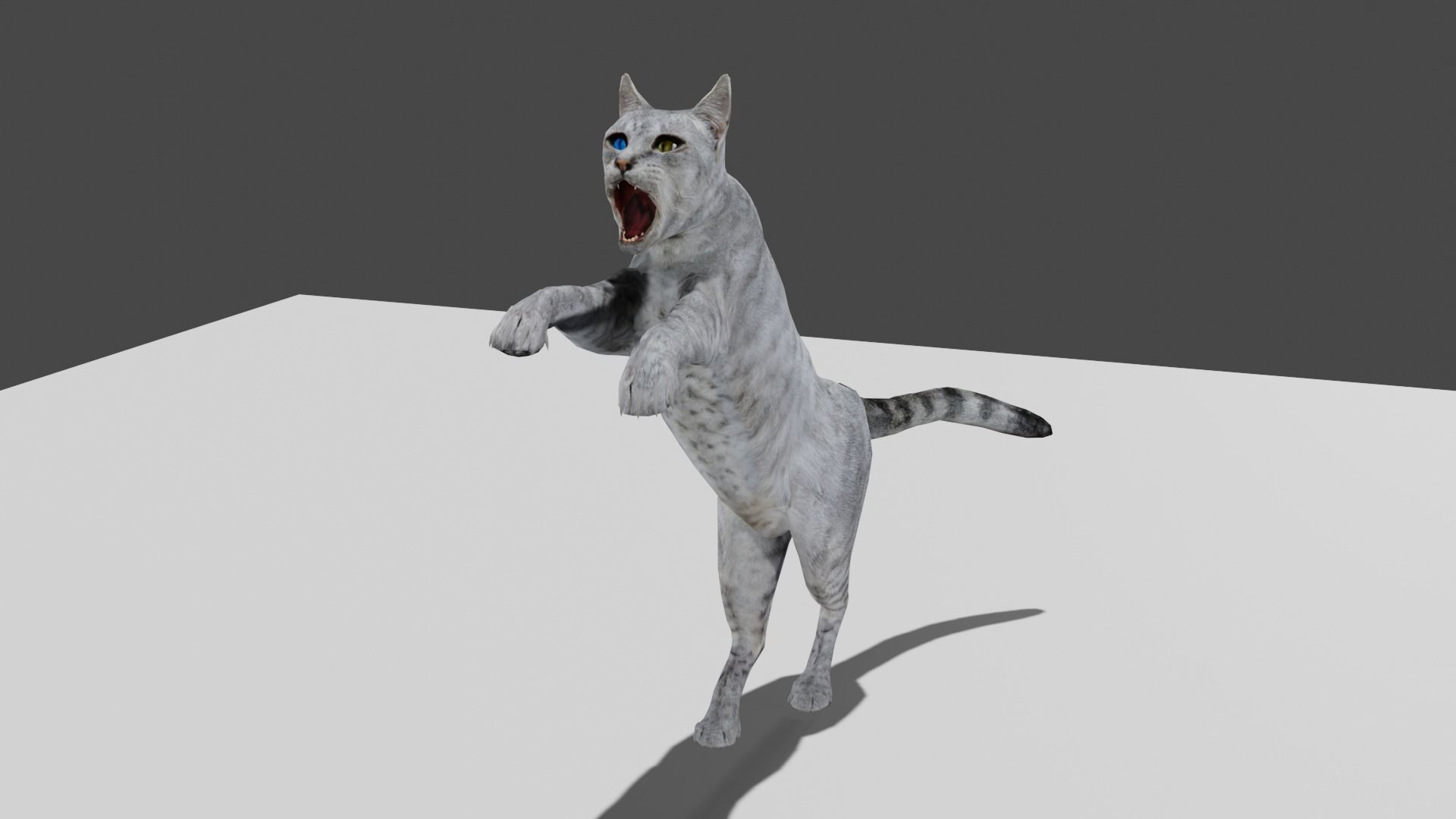 Heterochromia Cat Rigged Low-poly 3D model_17