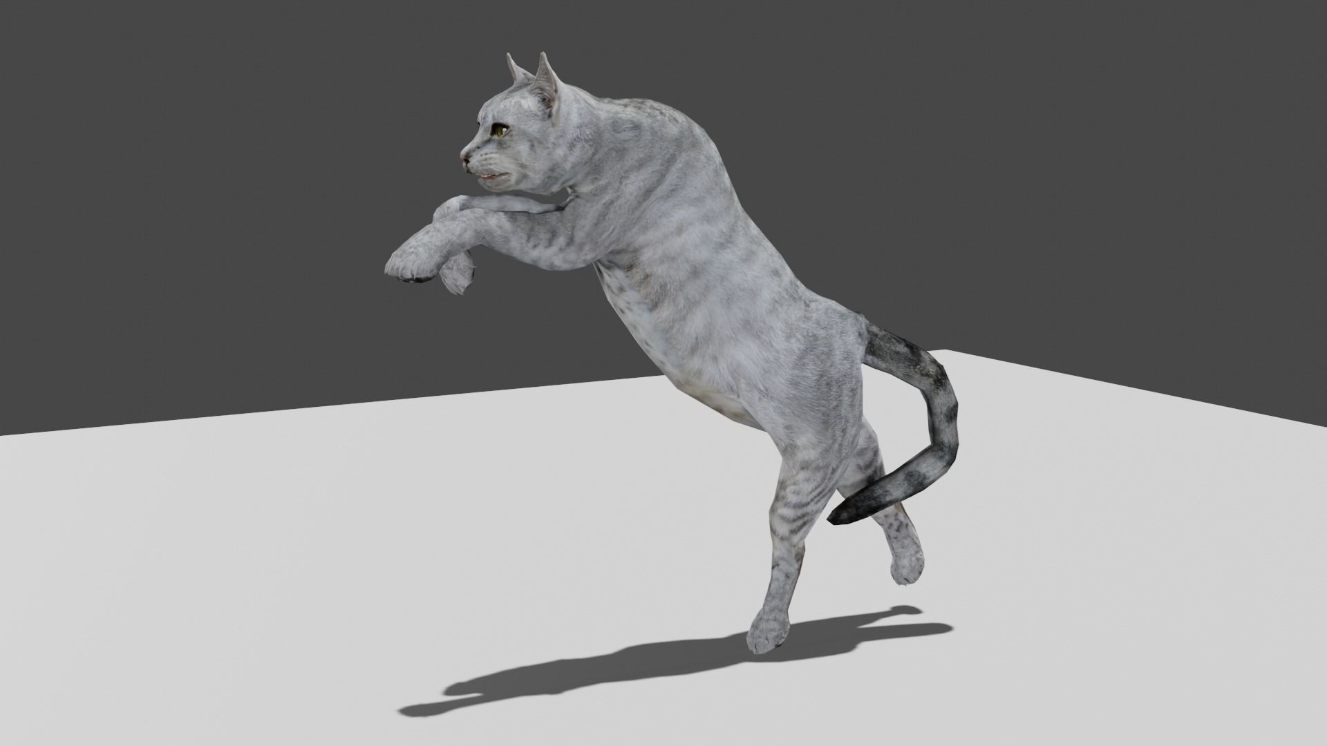 Heterochromia Cat Rigged Low-poly 3D model_16