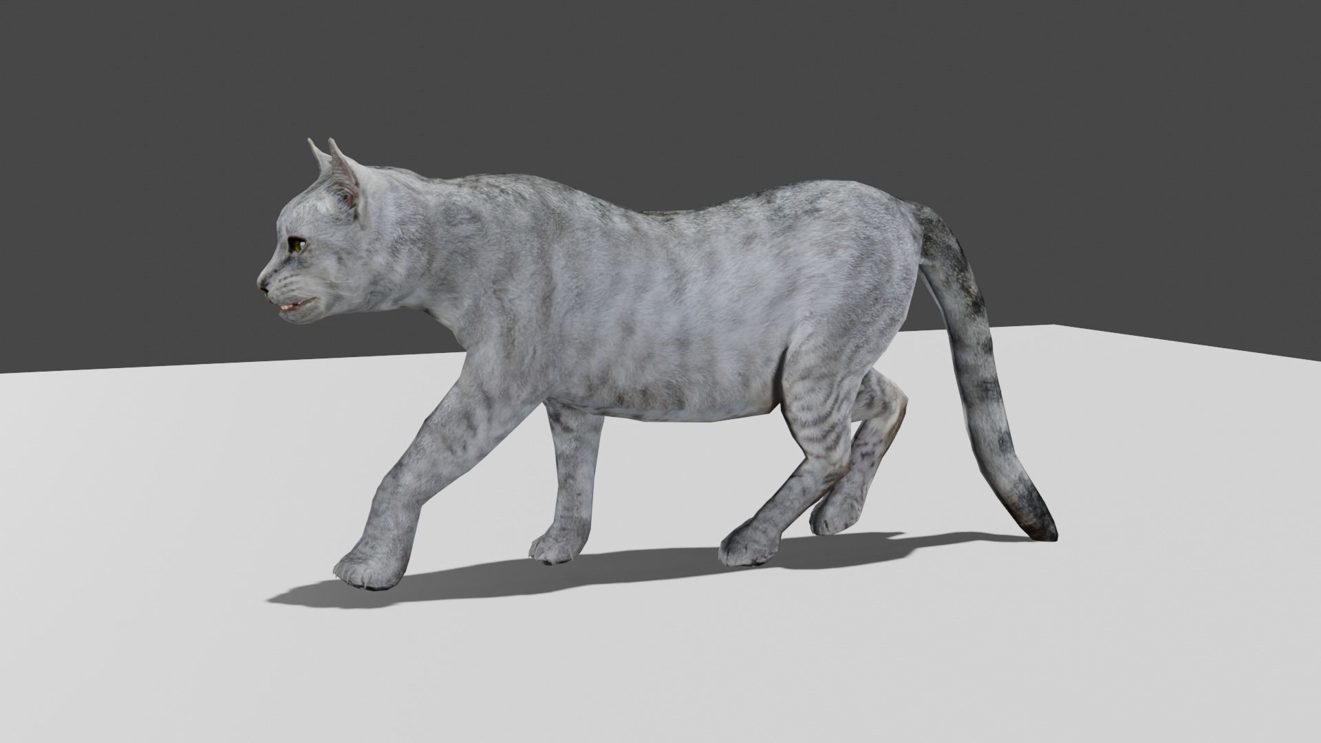 Heterochromia Cat Rigged Low-poly 3D model_14