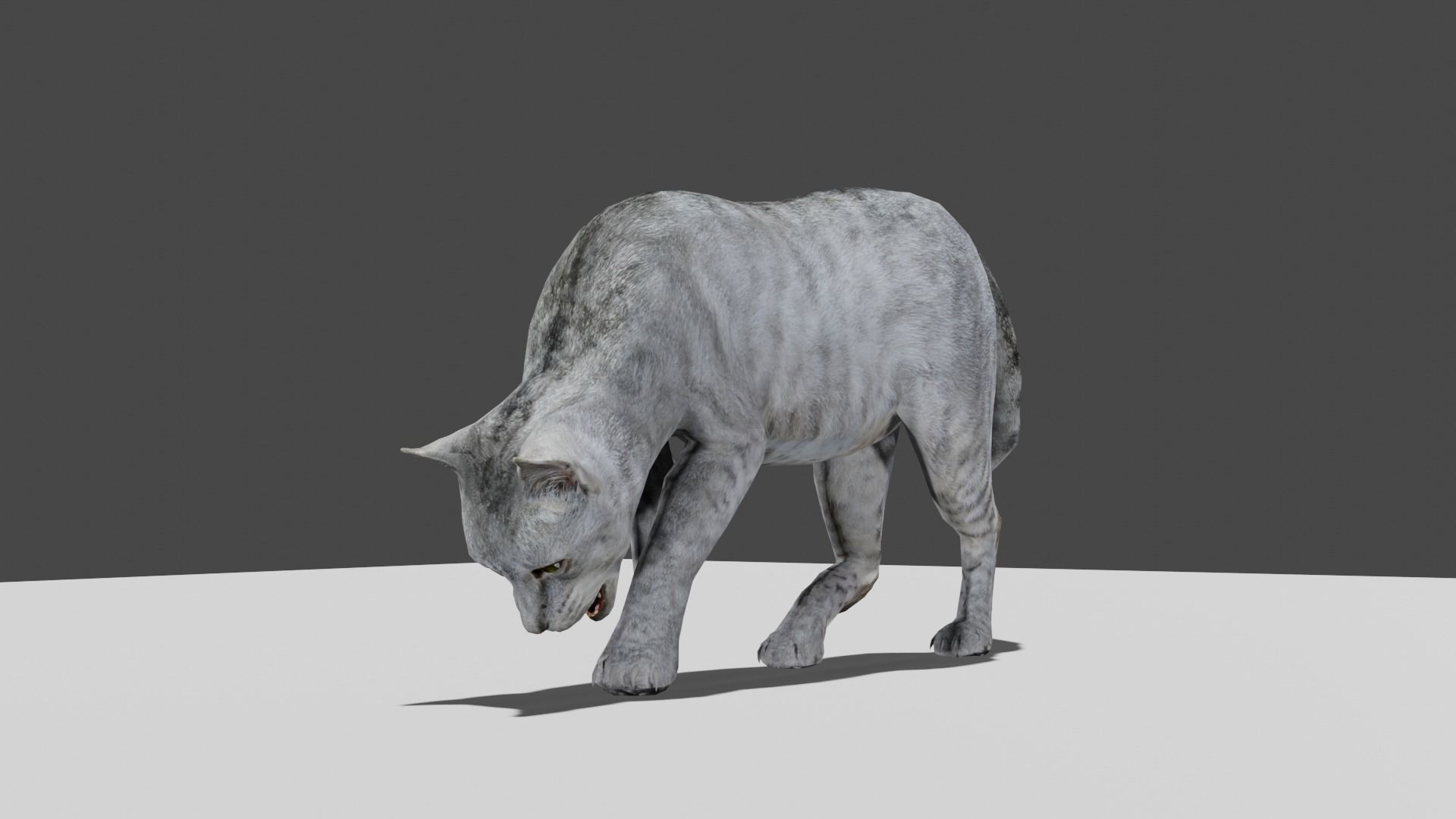 Heterochromia Cat Rigged Low-poly 3D model_3