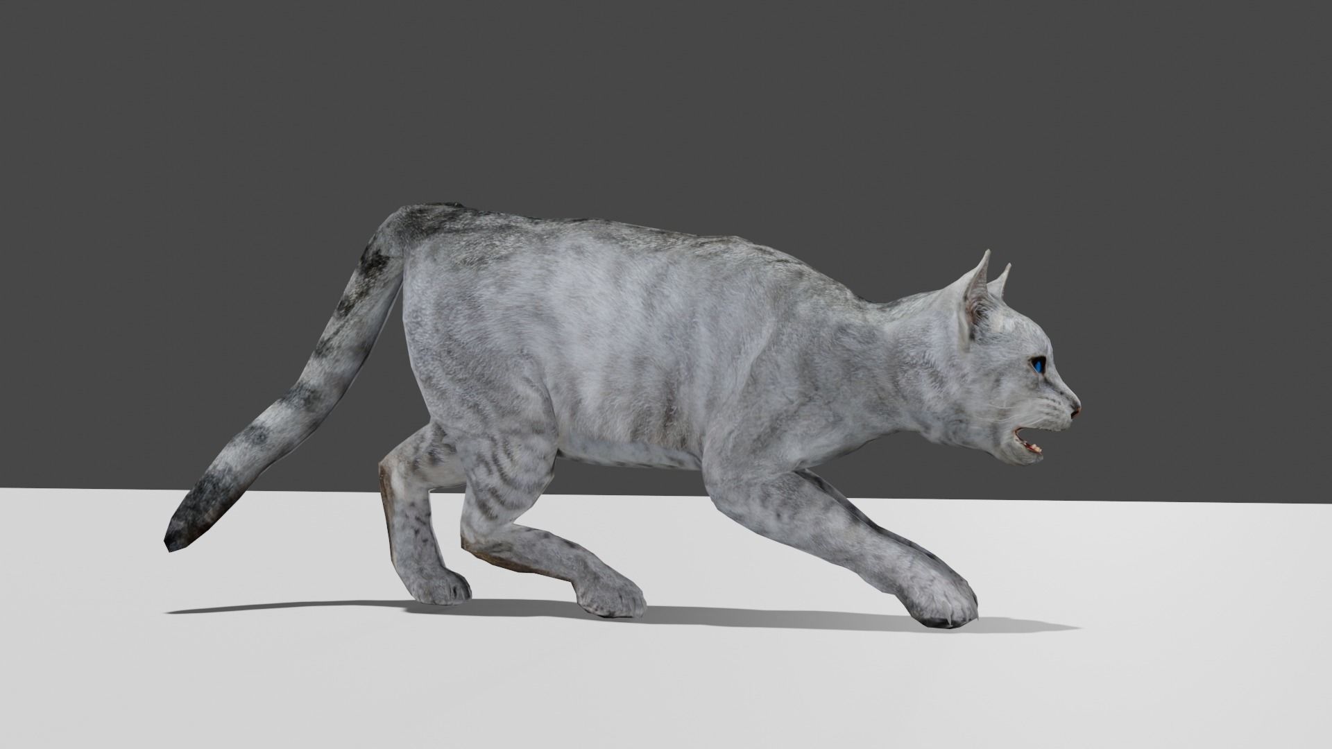 Heterochromia Cat Rigged Low-poly 3D model_19