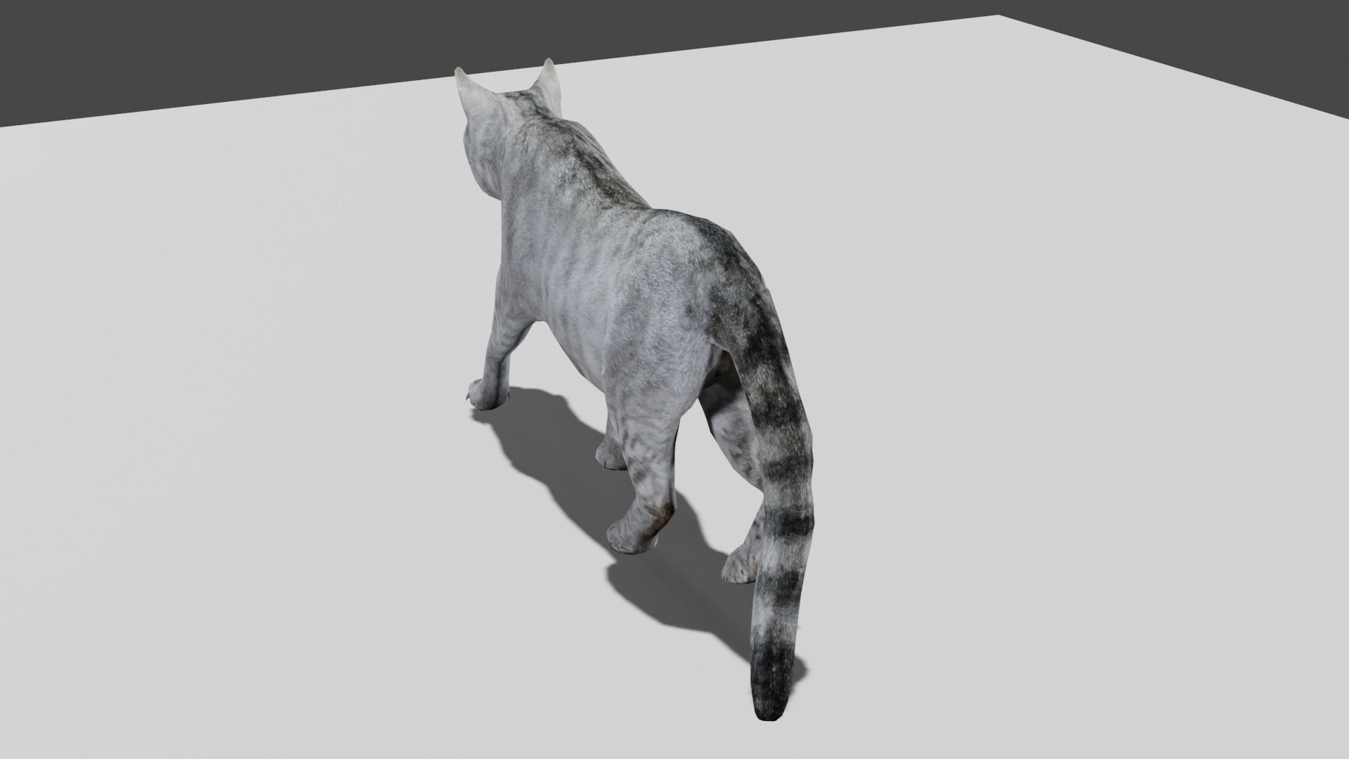 Heterochromia Cat Rigged Low-poly 3D model_15