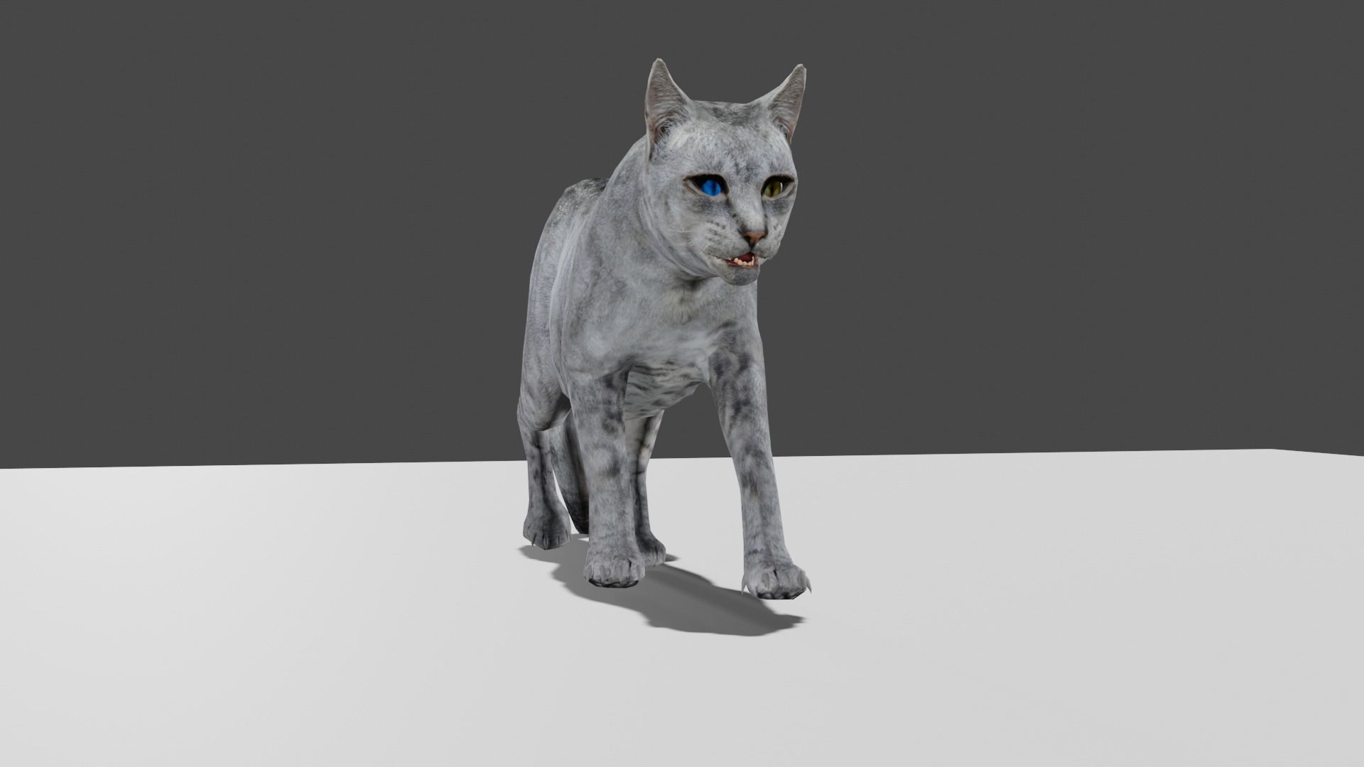 Heterochromia Cat Rigged Low-poly 3D model_2