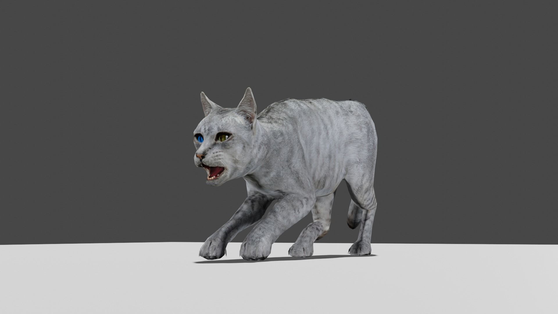 Heterochromia Cat Rigged Low-poly 3D model_4