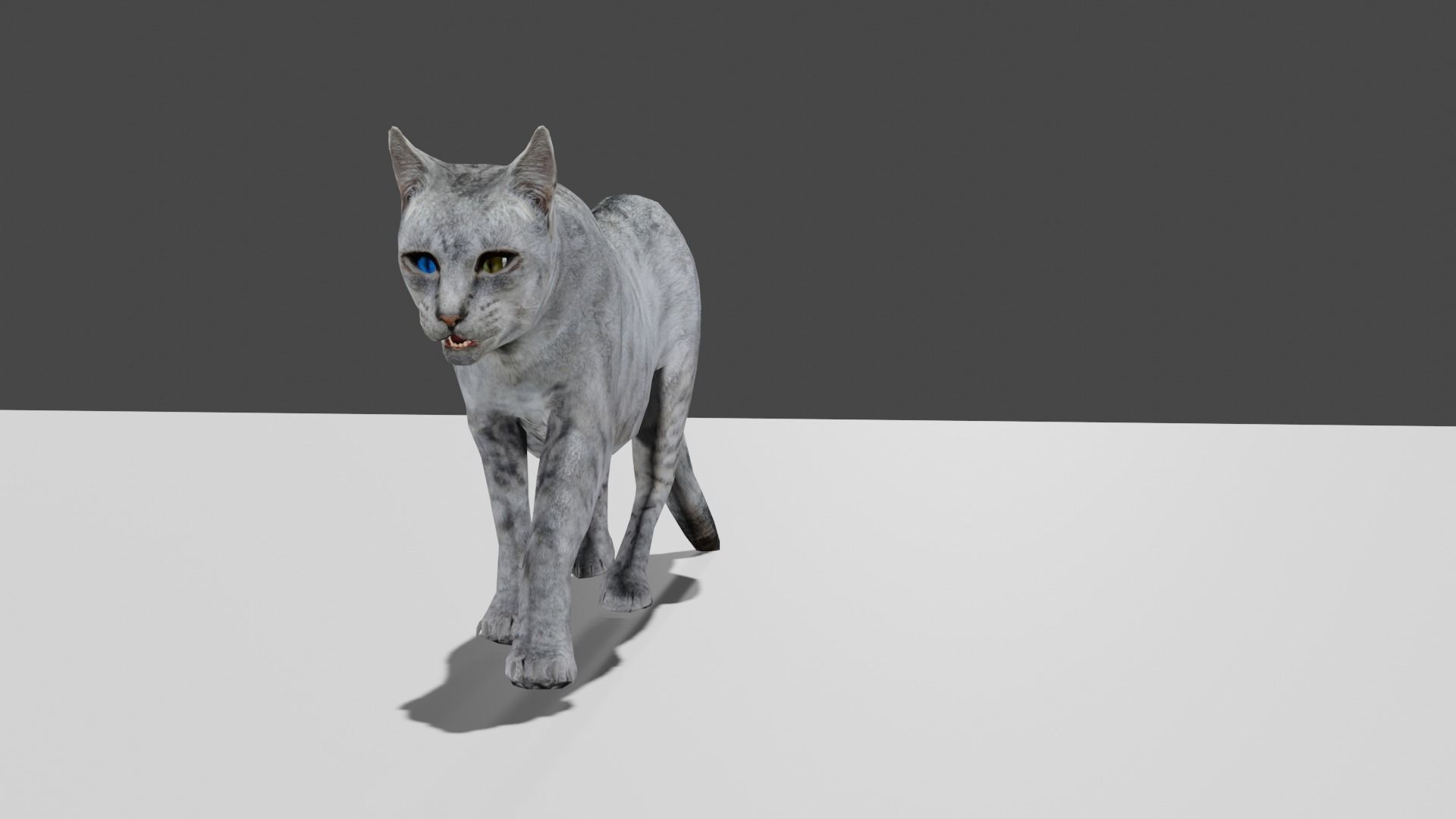 Heterochromia Cat Rigged Low-poly 3D model_12