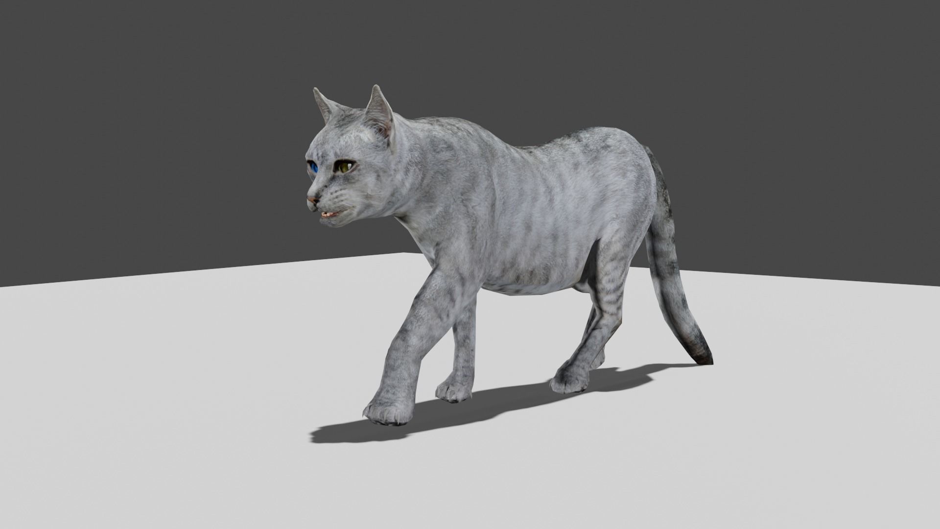 Heterochromia Cat Rigged Low-poly 3D model_13