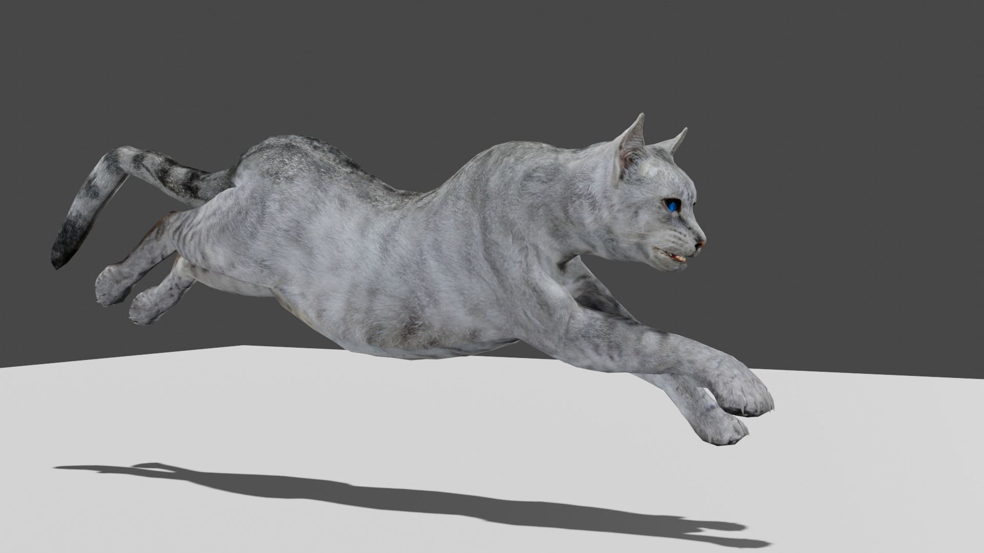Heterochromia Cat Rigged Low-poly 3D model_6